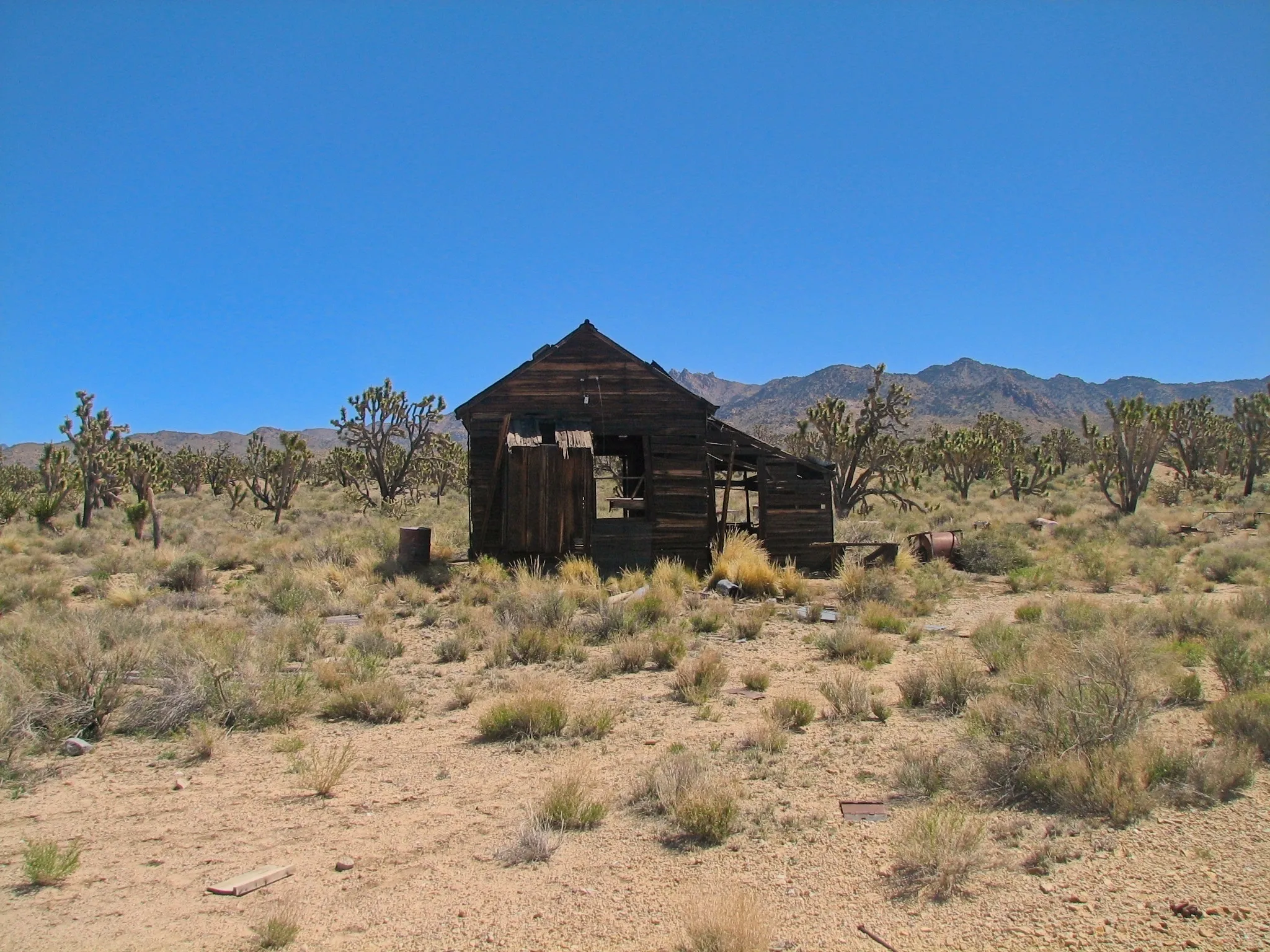 Skeletal wooden shack with missing planks among Joshua trees at Death Valley Mine.