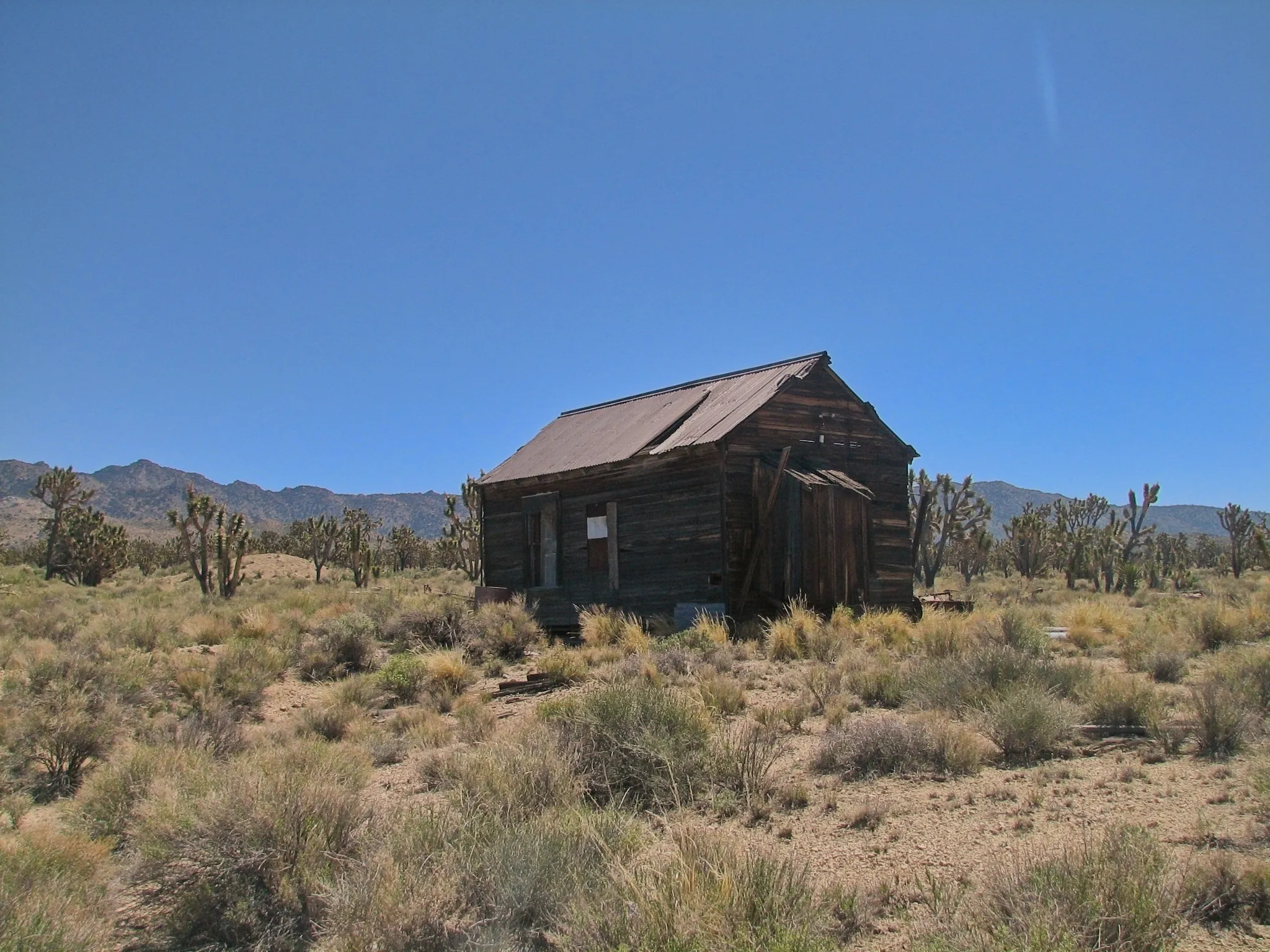 Abandoned wooden shack with corrugated metal roof among Joshua trees.
