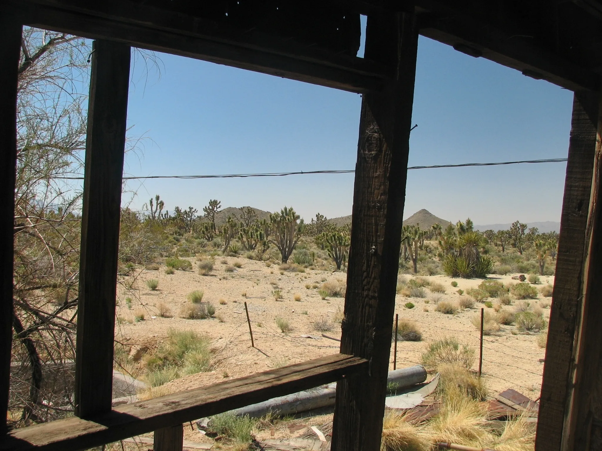 Desert landscape with Joshua trees framed by weathered wooden doorway.