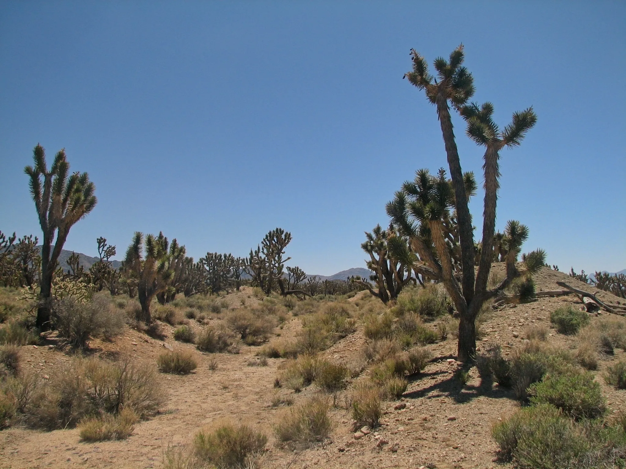 Joshua trees scattered across sandy desert wash with distant mountains, Mojave Desert.