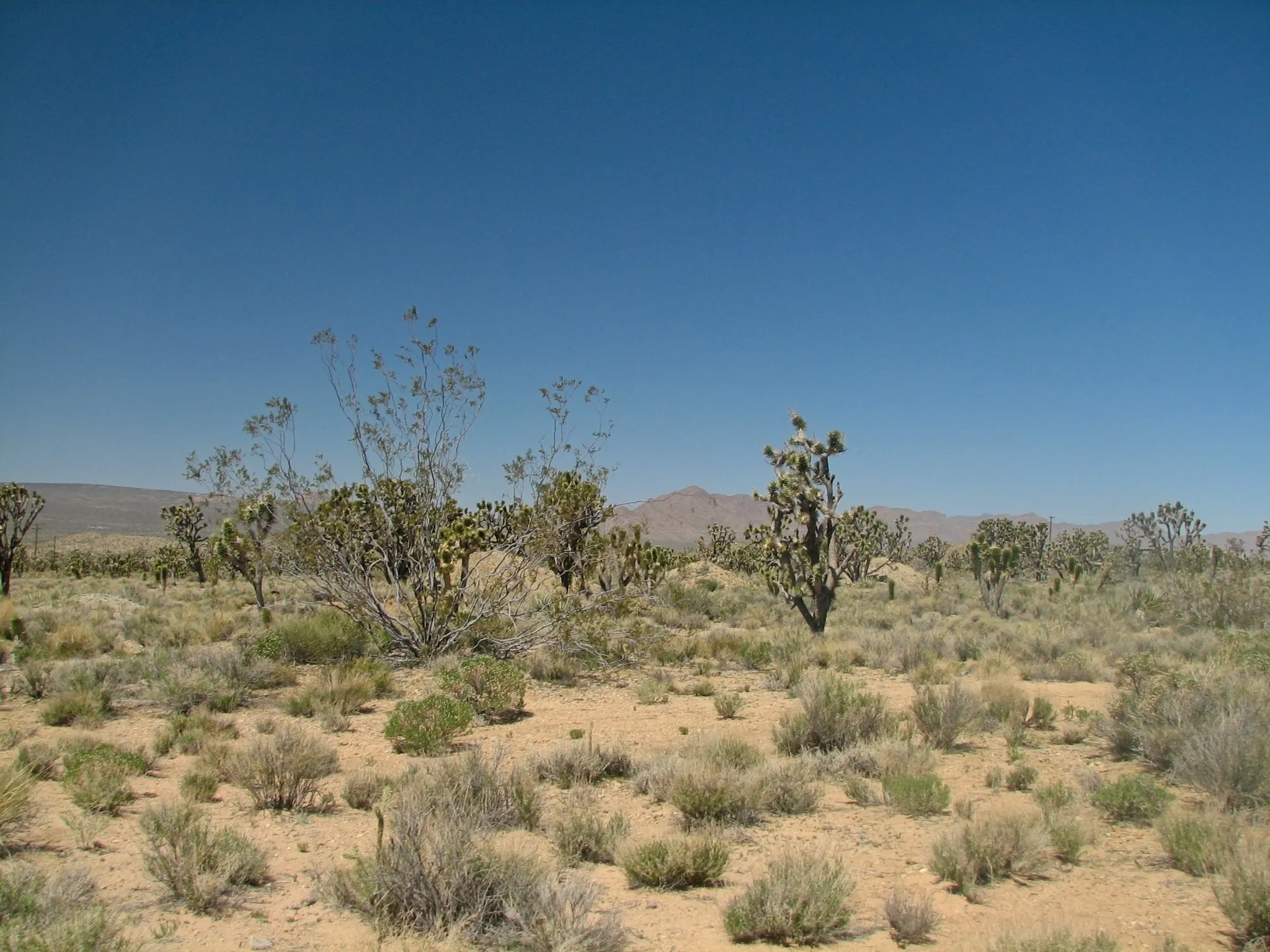 Open desert plain with Joshua trees and distant mountains.