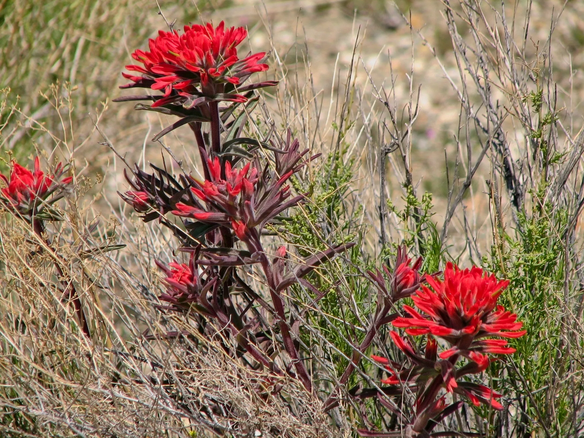 Red Indian paintbrush wildflowers among dry desert brush.
