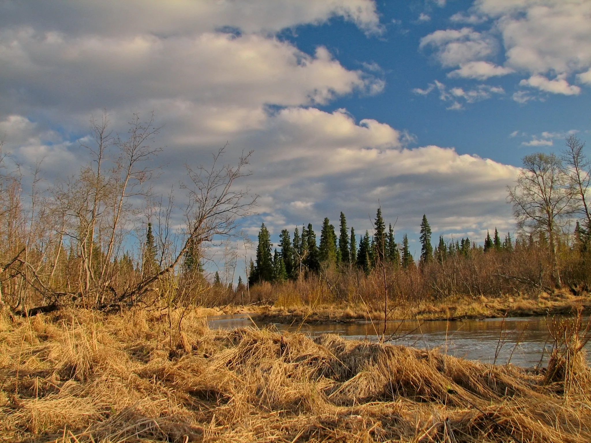 Calm Kako Creek reflecting evergreen trees under a cloudy blue sky, Alaska.