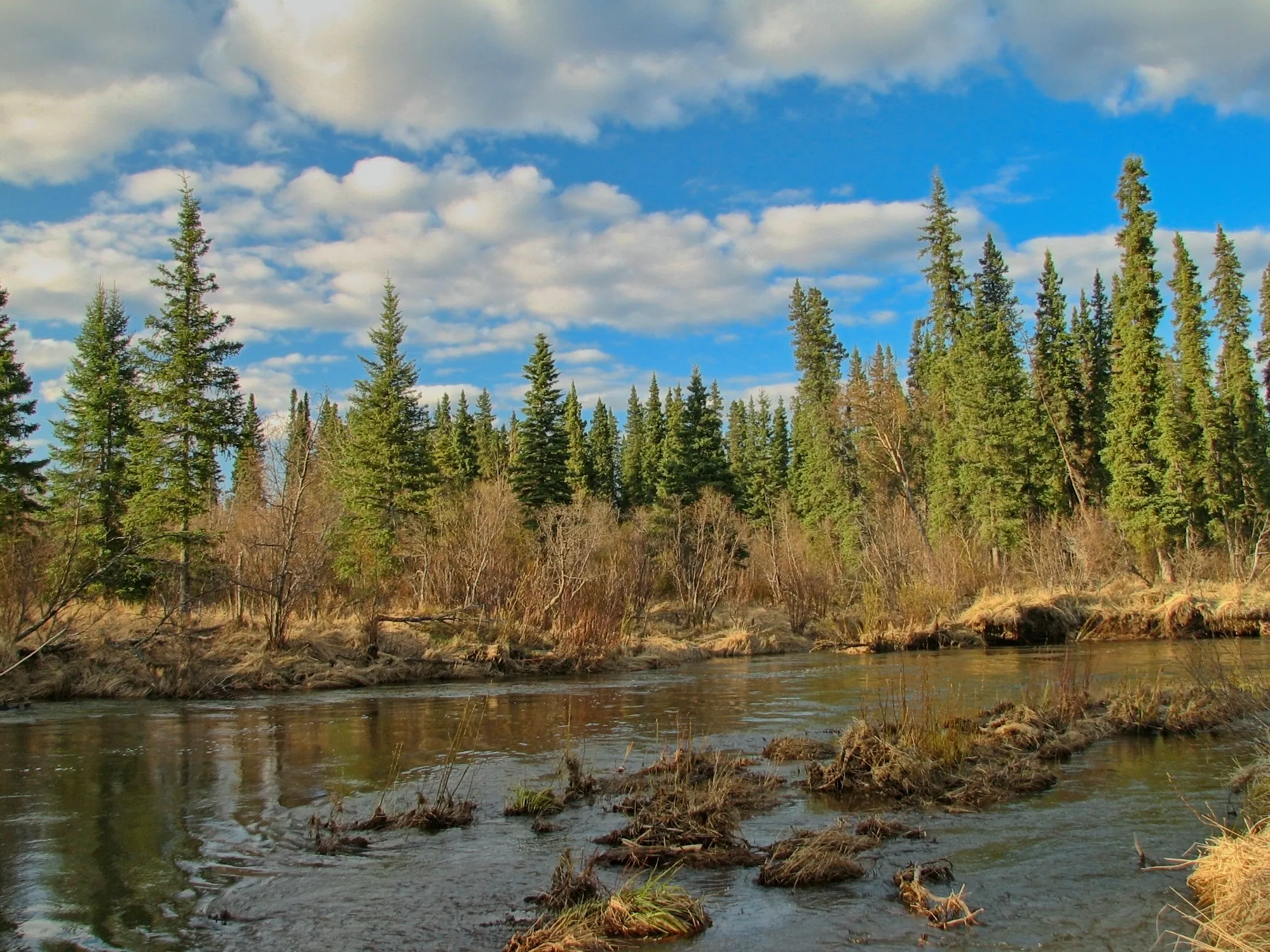 Calm Kako Creek reflecting evergreen trees under a cloudy blue sky, Alaska.