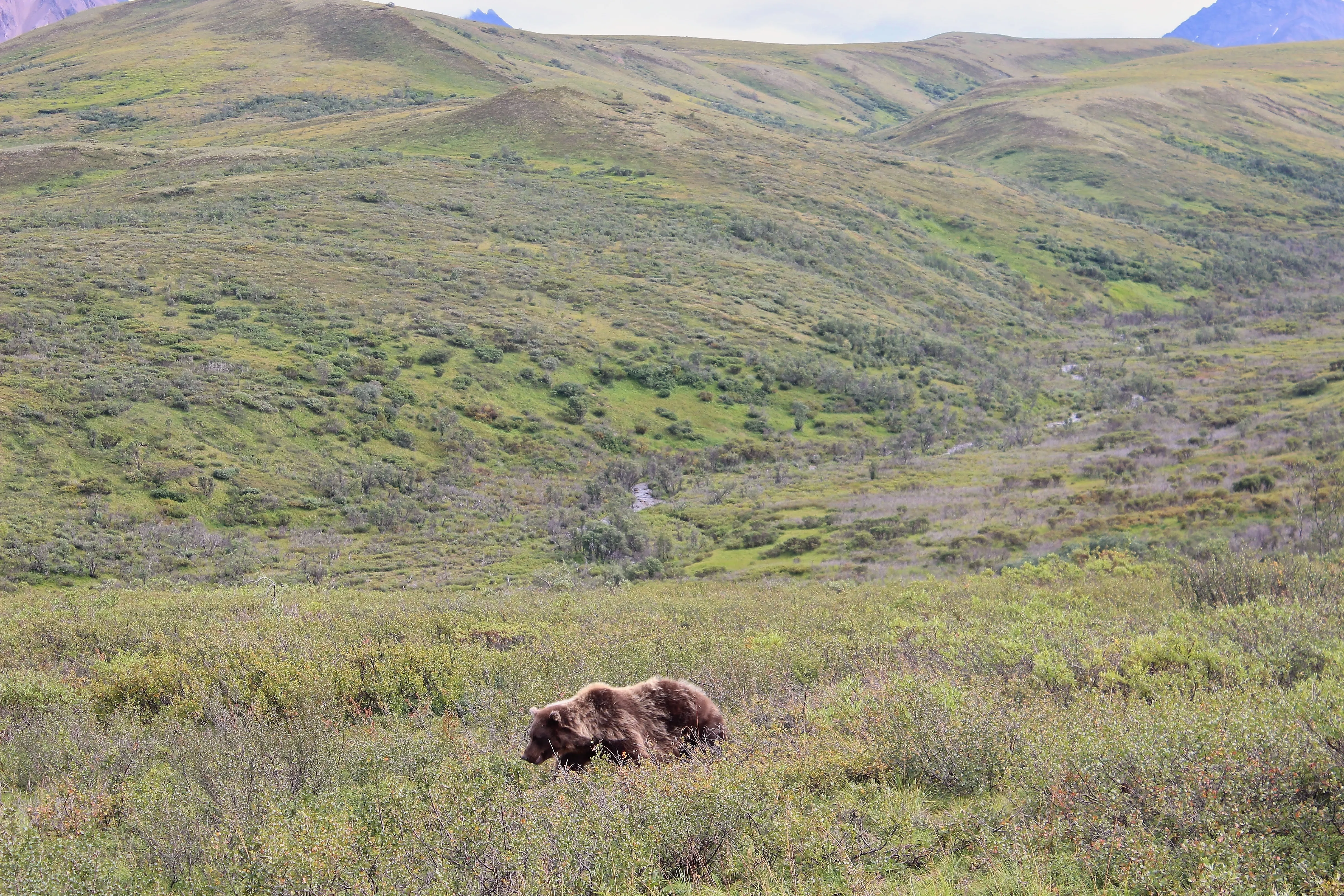 Grizzly bear foraging in green tundra shrubs in Denali National Park, Alaska.