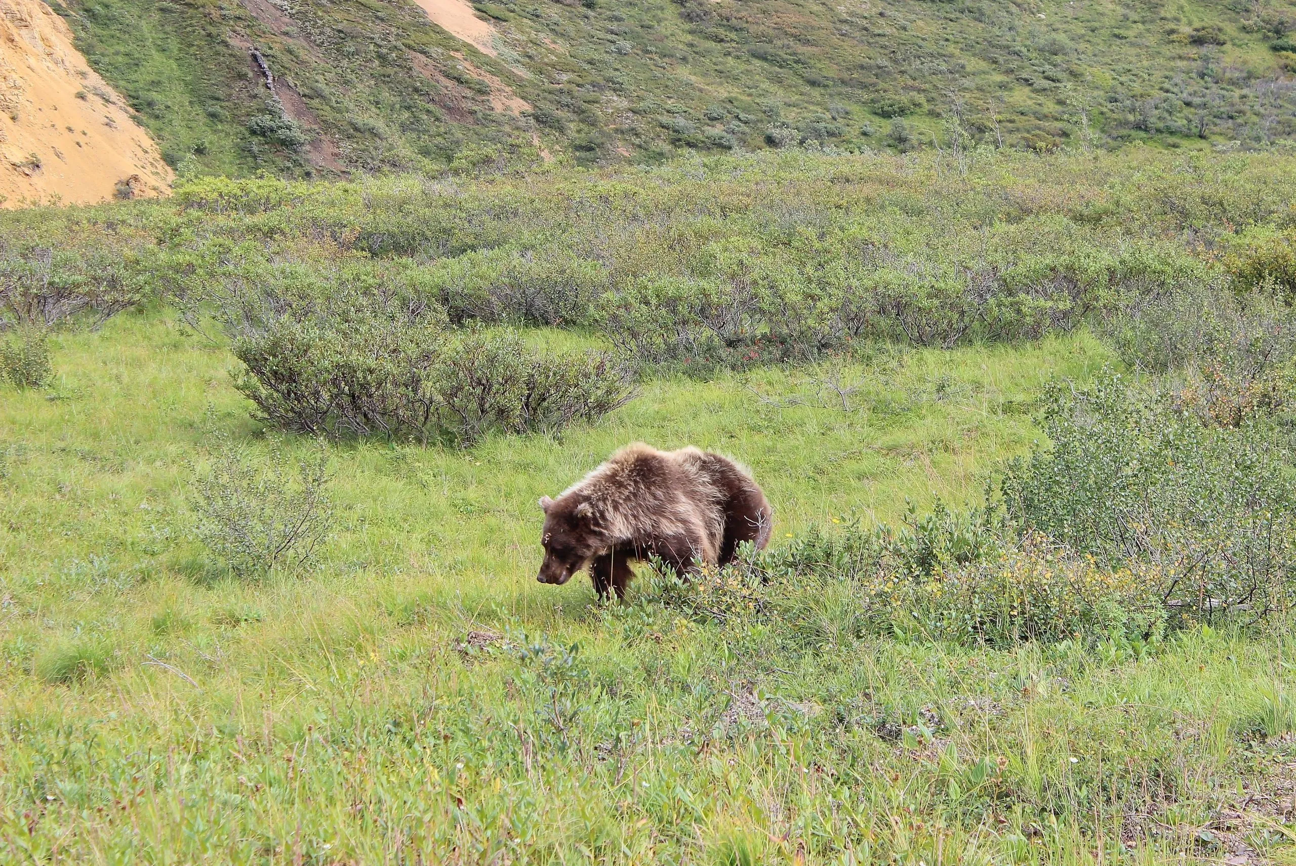 Grizzly bear foraging in green tundra shrubs in Denali National Park, Alaska.