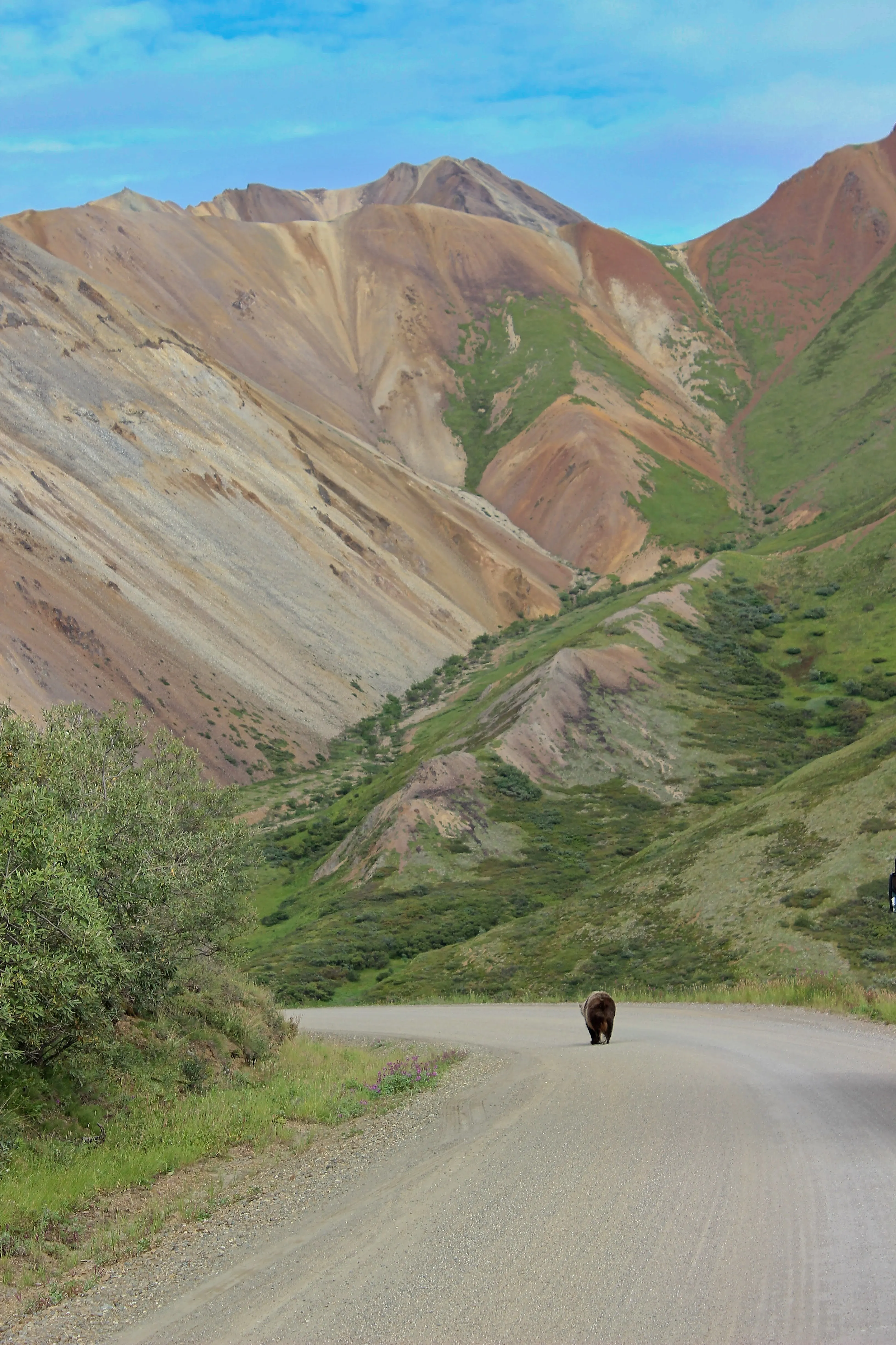 Grizzly bear walking along Denali Park Road with green mountains behind, Denali, Alaska.