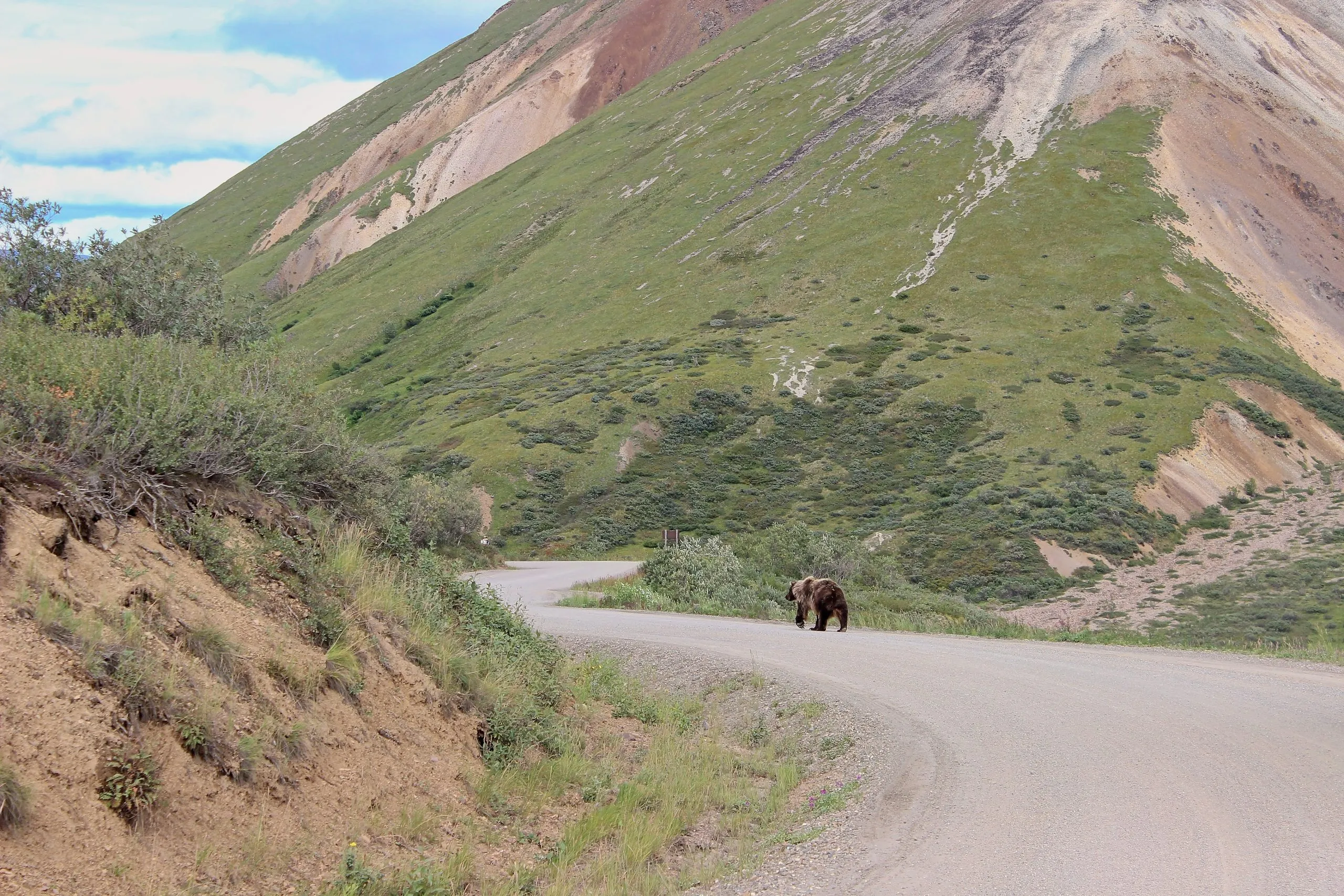 Grizzly bear walking along Denali Park Road with green mountains behind, Denali, Alaska.