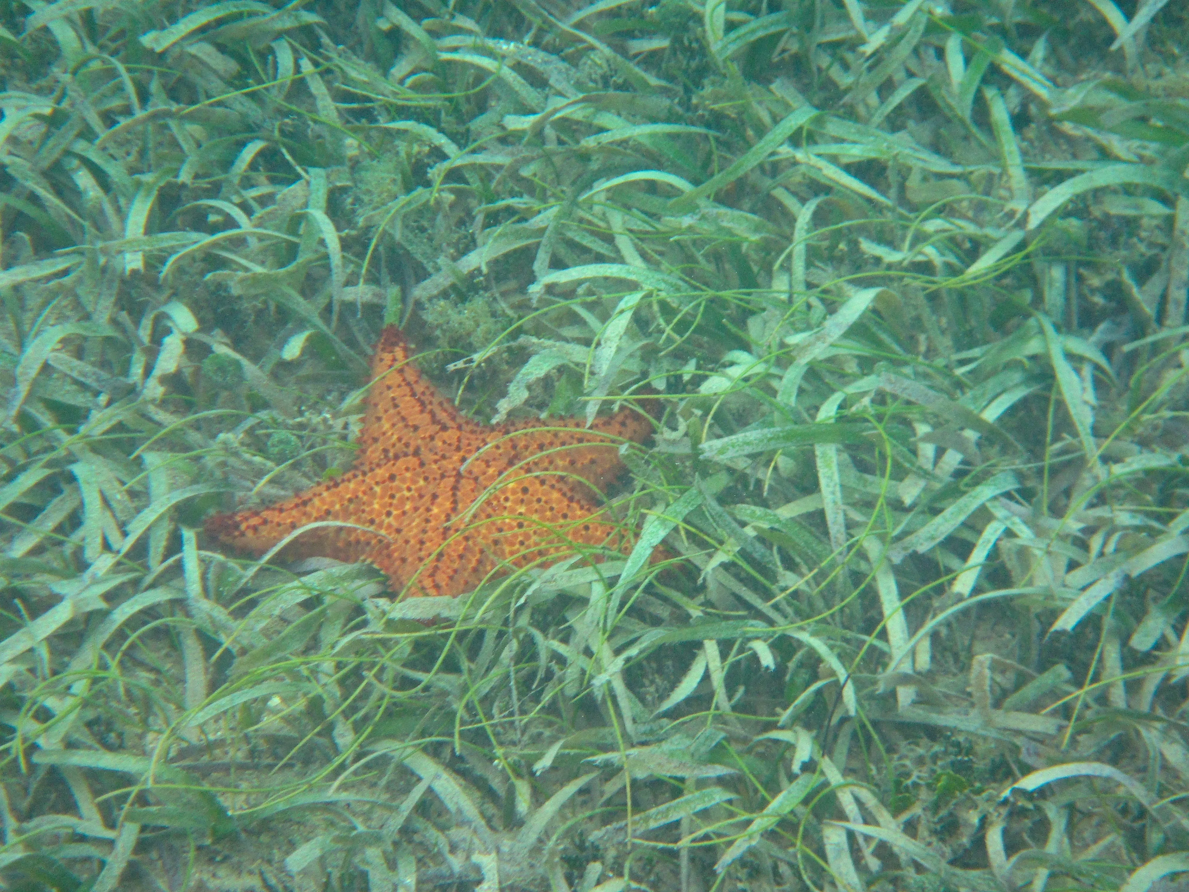 Orange cushion star nestled in seagrass at Vieques, Puerto Rico.