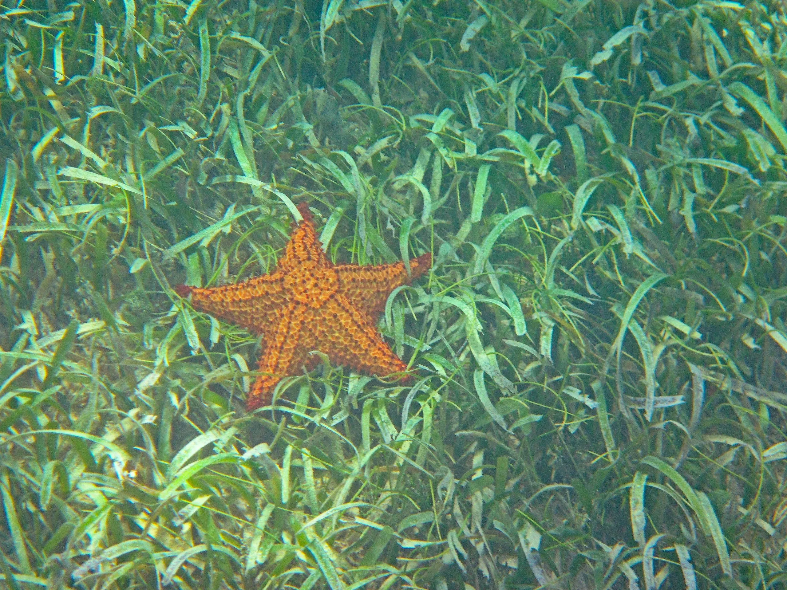 Orange cushion sea stars and reef starfish photographed while snorkeling off Vieques, Puerto Rico.