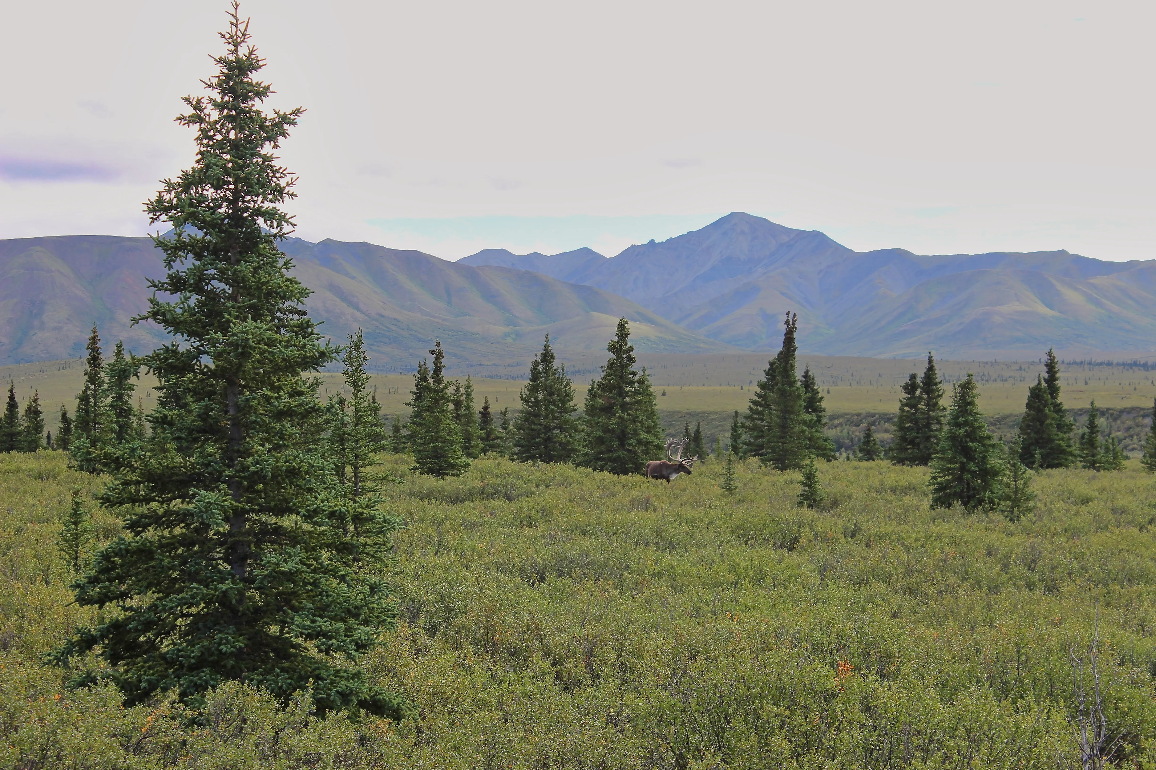 Caribou standing in green tundra among spruce trees at Denali, Alaska.