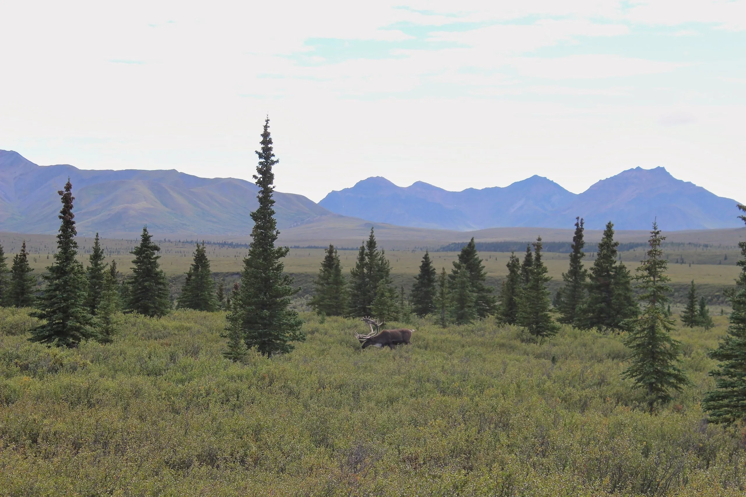 Caribou walking through tundra with mountains in the background, Denali, Alaska.