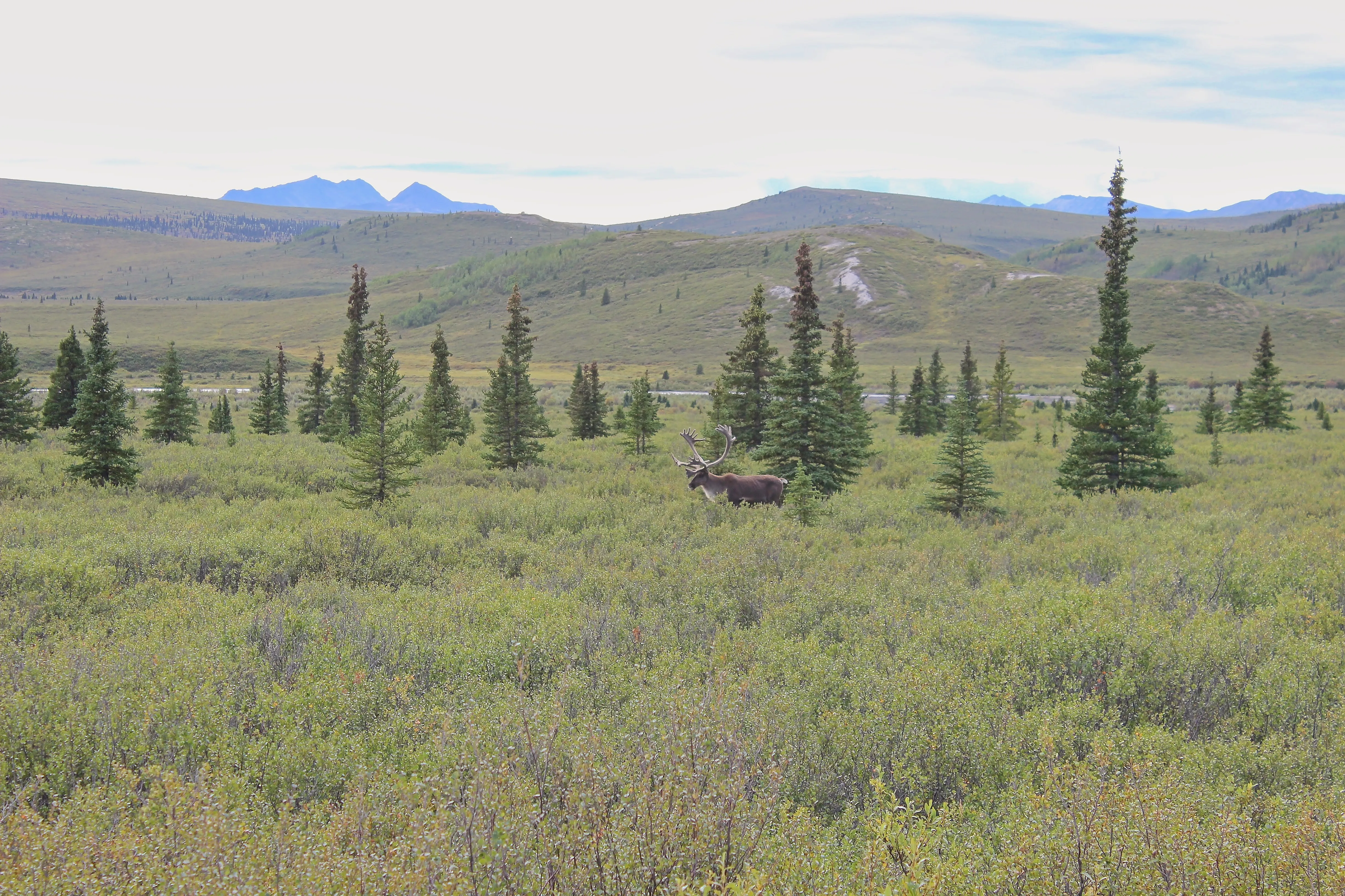 Caribou with large velvet antlers in open tundra at Denali, Alaska.