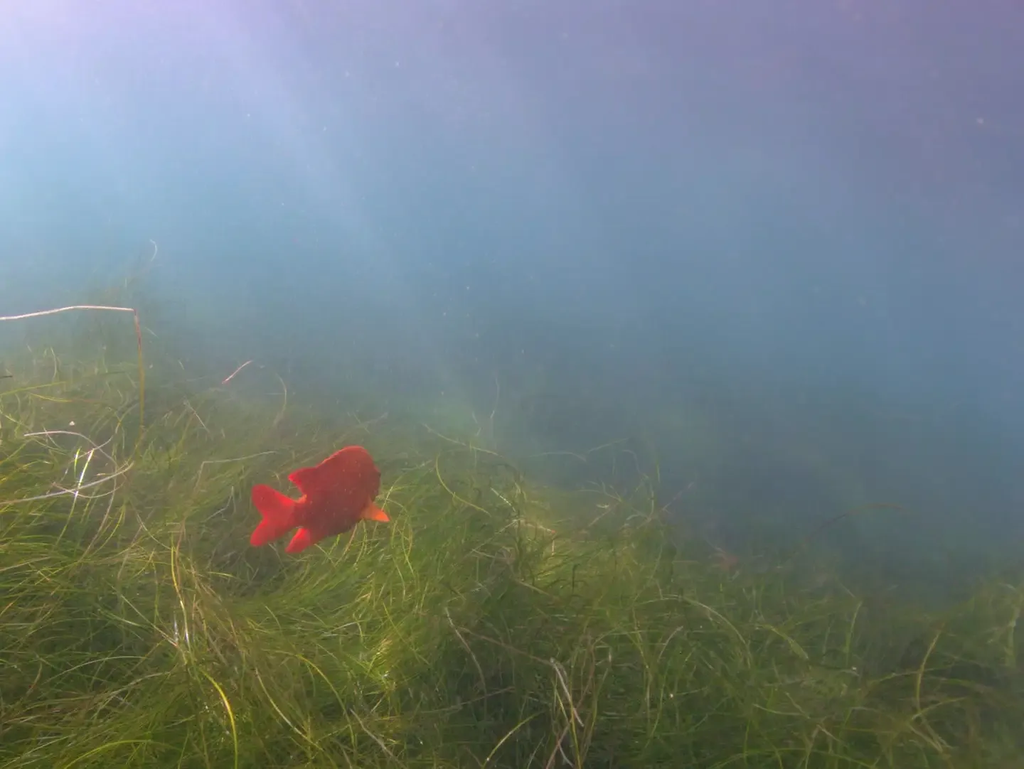 Bright orange garibaldi over seagrass with sunbeams at La Jolla Cove.