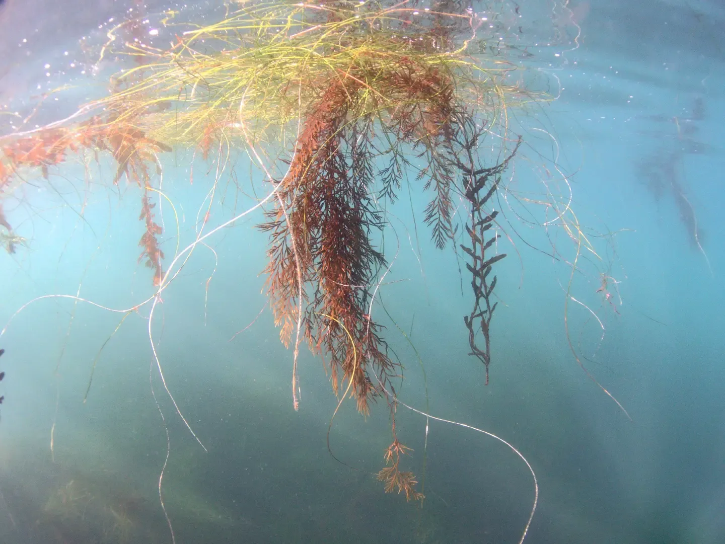 Garibaldi swimming over seagrass with sunbeams at La Jolla Cove, San Diego, California.