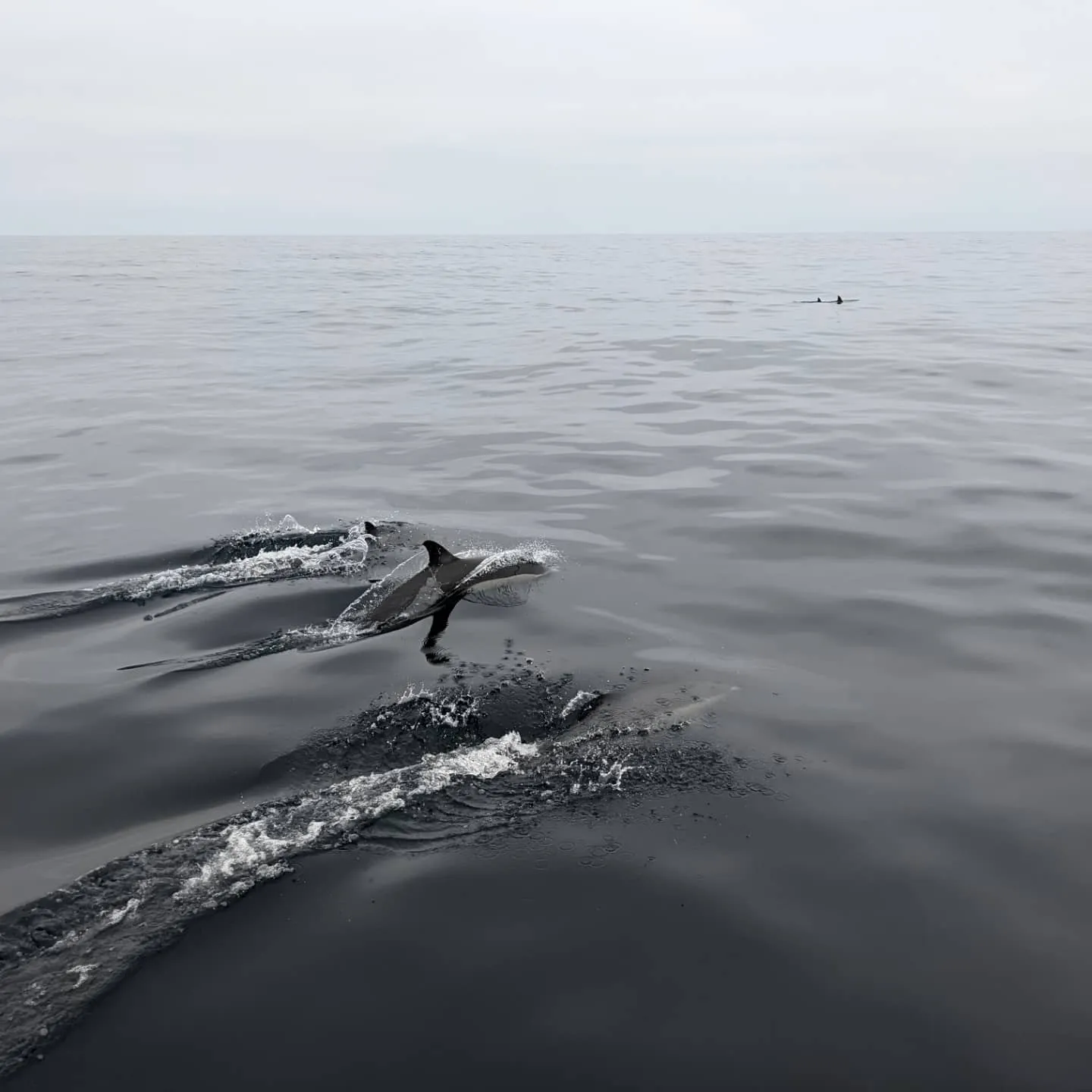 Pod of dolphins leaving splashes and bubble trails in grey ocean off San Diego.