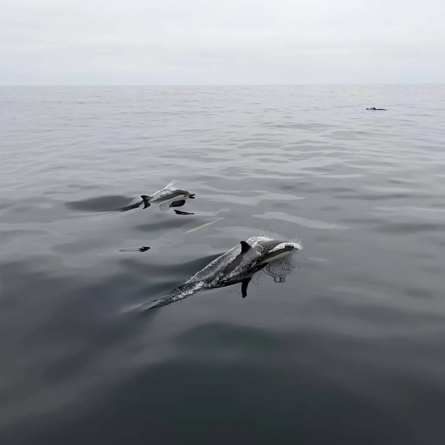 Common dolphins swimming beside a fishing boat in San Diego, California.