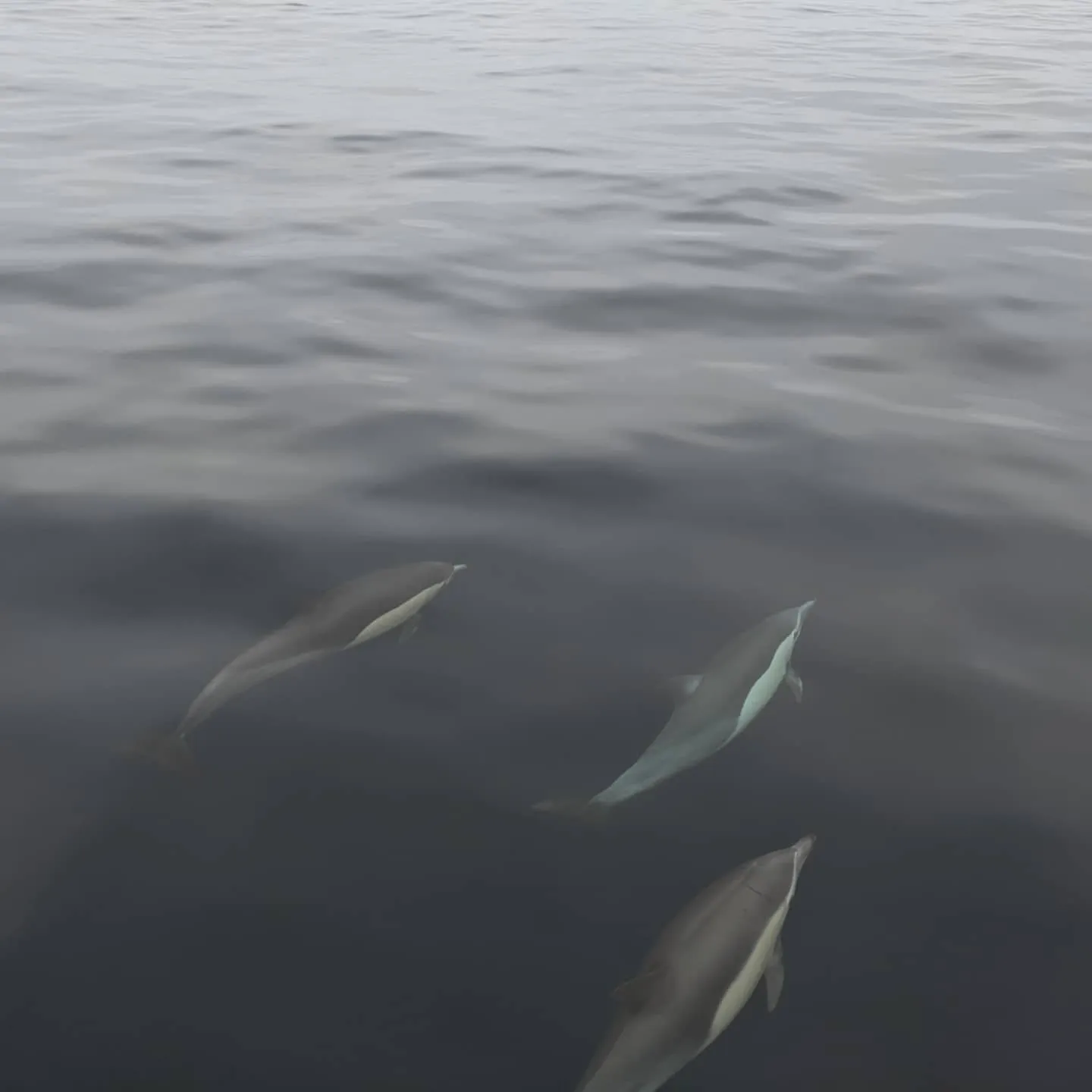 Three common dolphins swimming together just below the surface off San Diego.