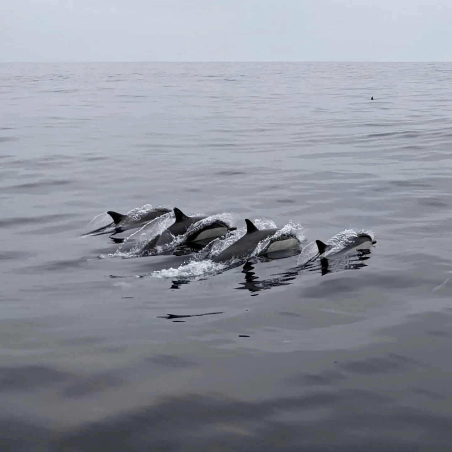 Common dolphins swimming beside a fishing boat in San Diego, California.