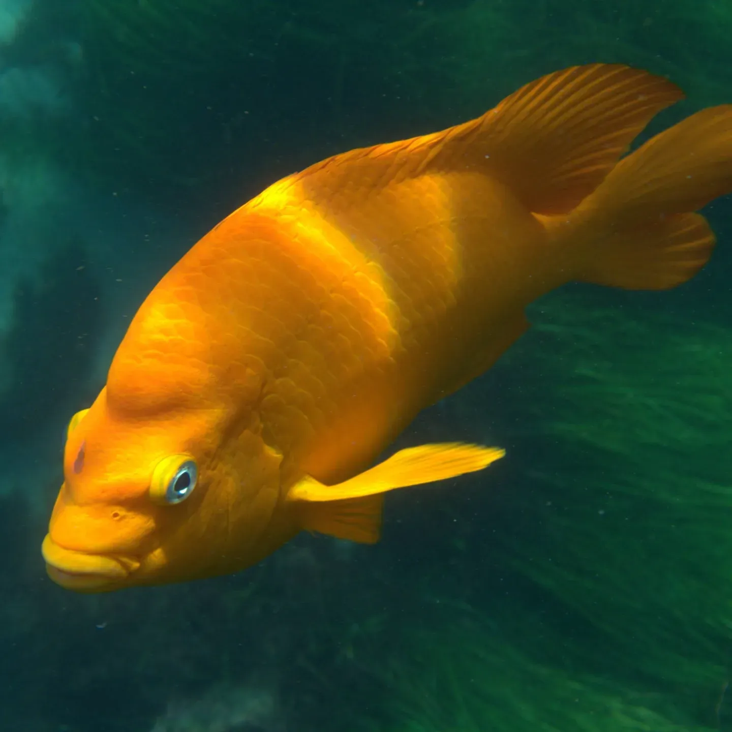 Garibaldi facing the camera with blue-ringed eye in green water at La Jolla Cove, San Diego.