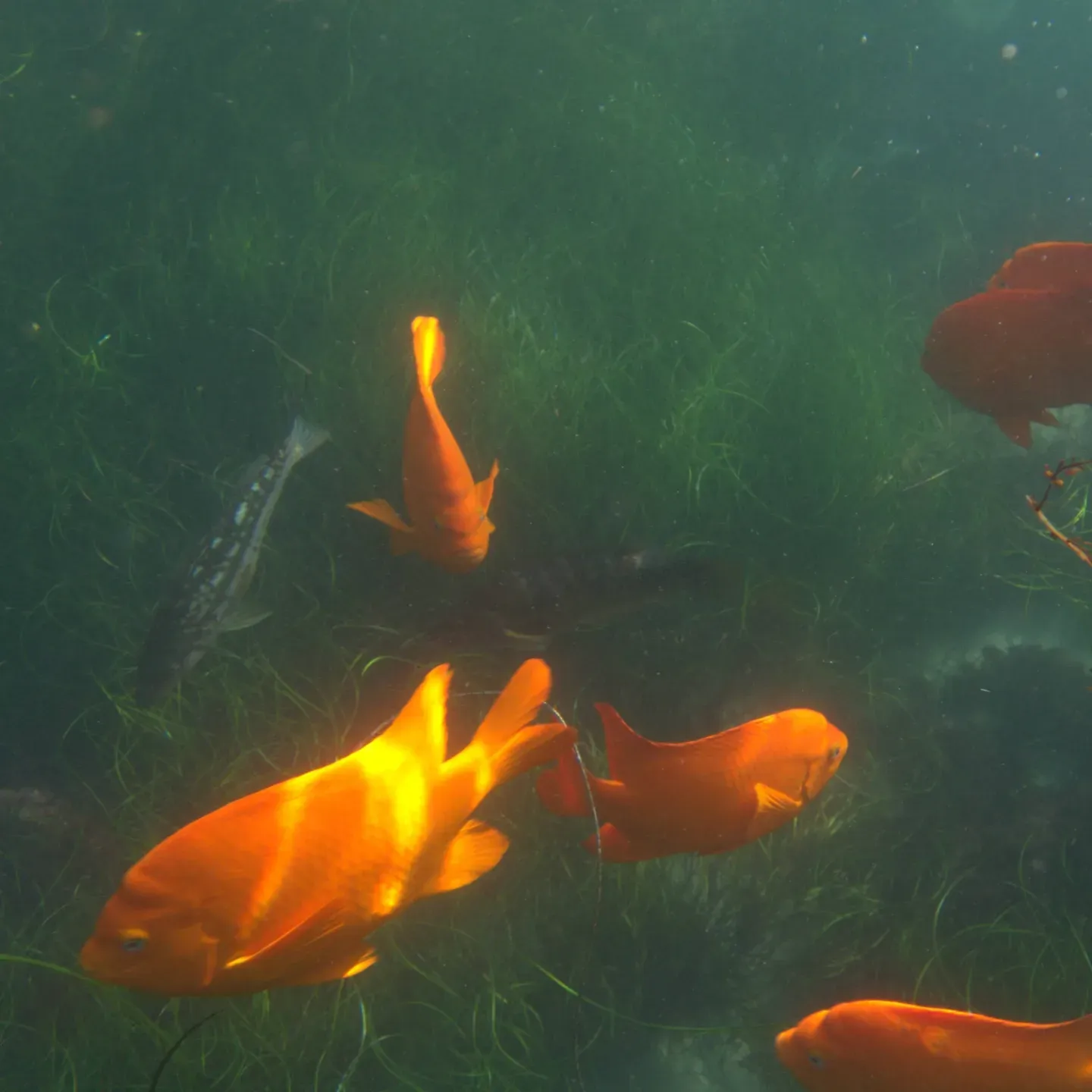 School of garibaldi swimming through seagrass at La Jolla Cove.