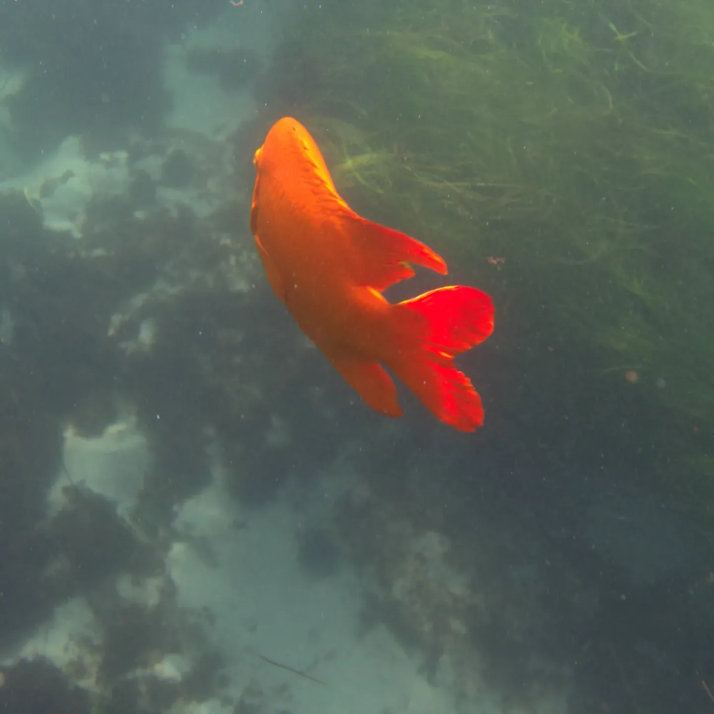 Garibaldi swimming past kelp at La Jolla Cove.