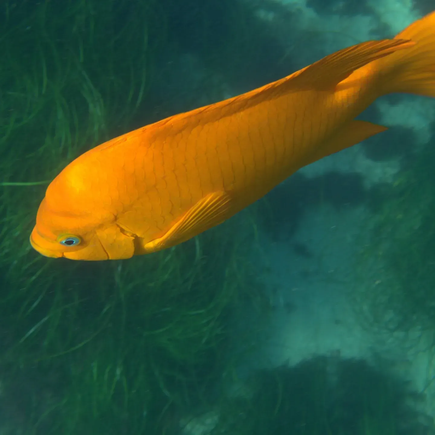 Garibaldi facing the camera with blue-ringed eye in green water at La Jolla Cove, San Diego.