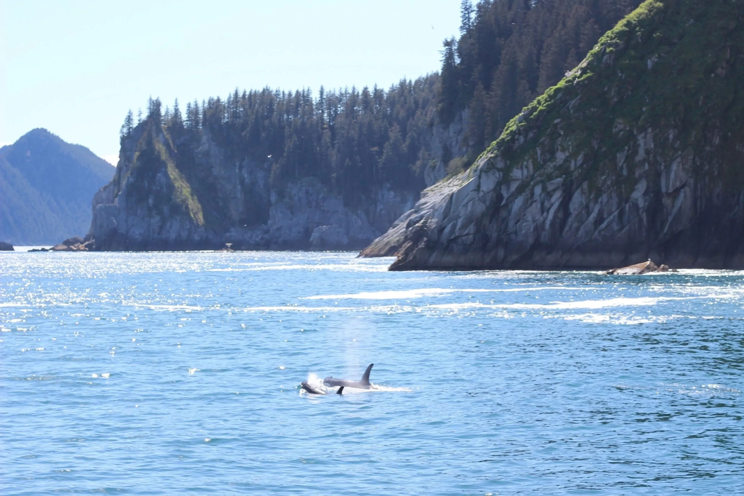 Two orcas surfacing in Seward, Alaska.