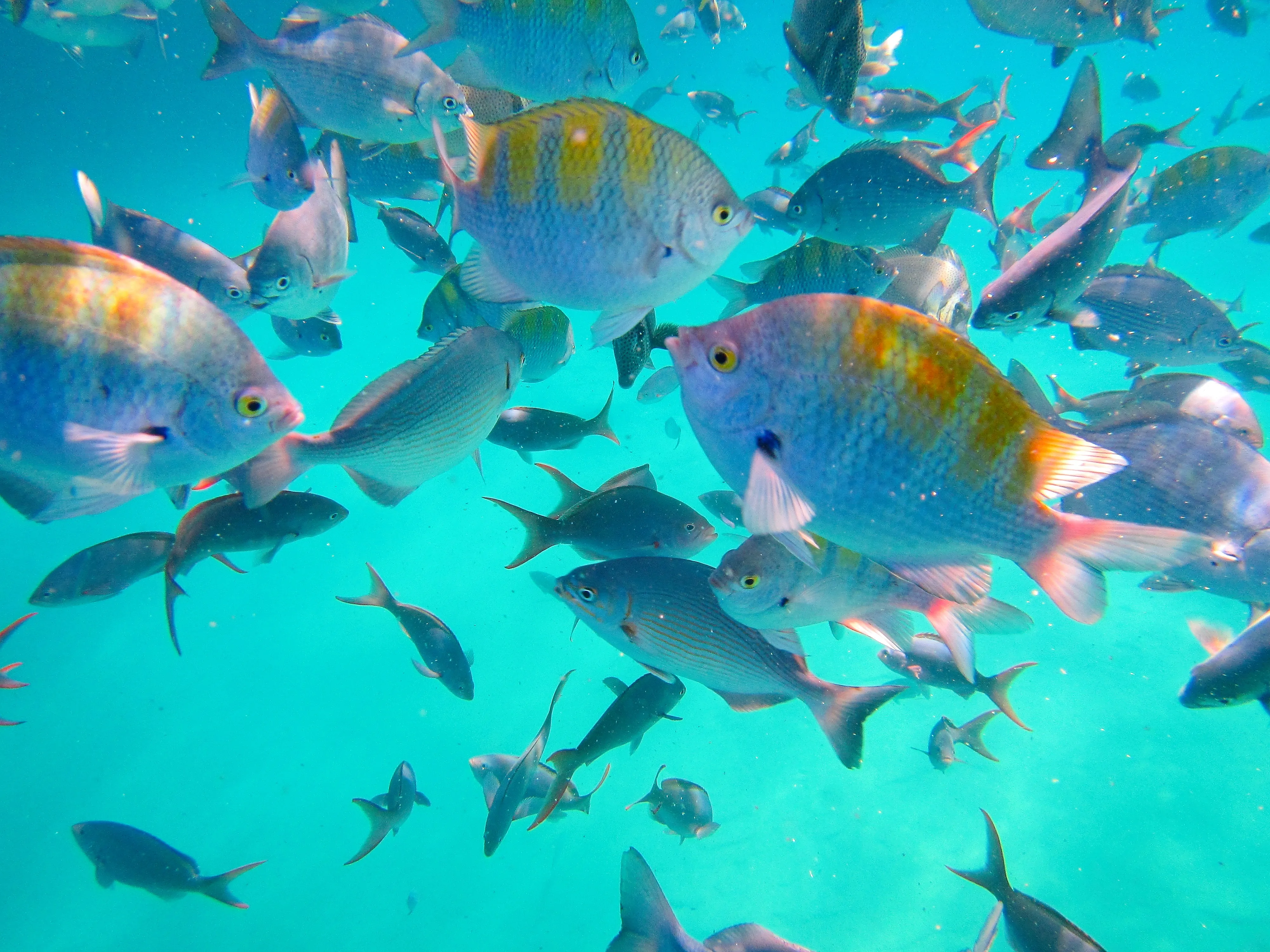 School of creole wrasse with red-edged fins near Pelican Rock, Cabo San Lucas, Baja California Sur.