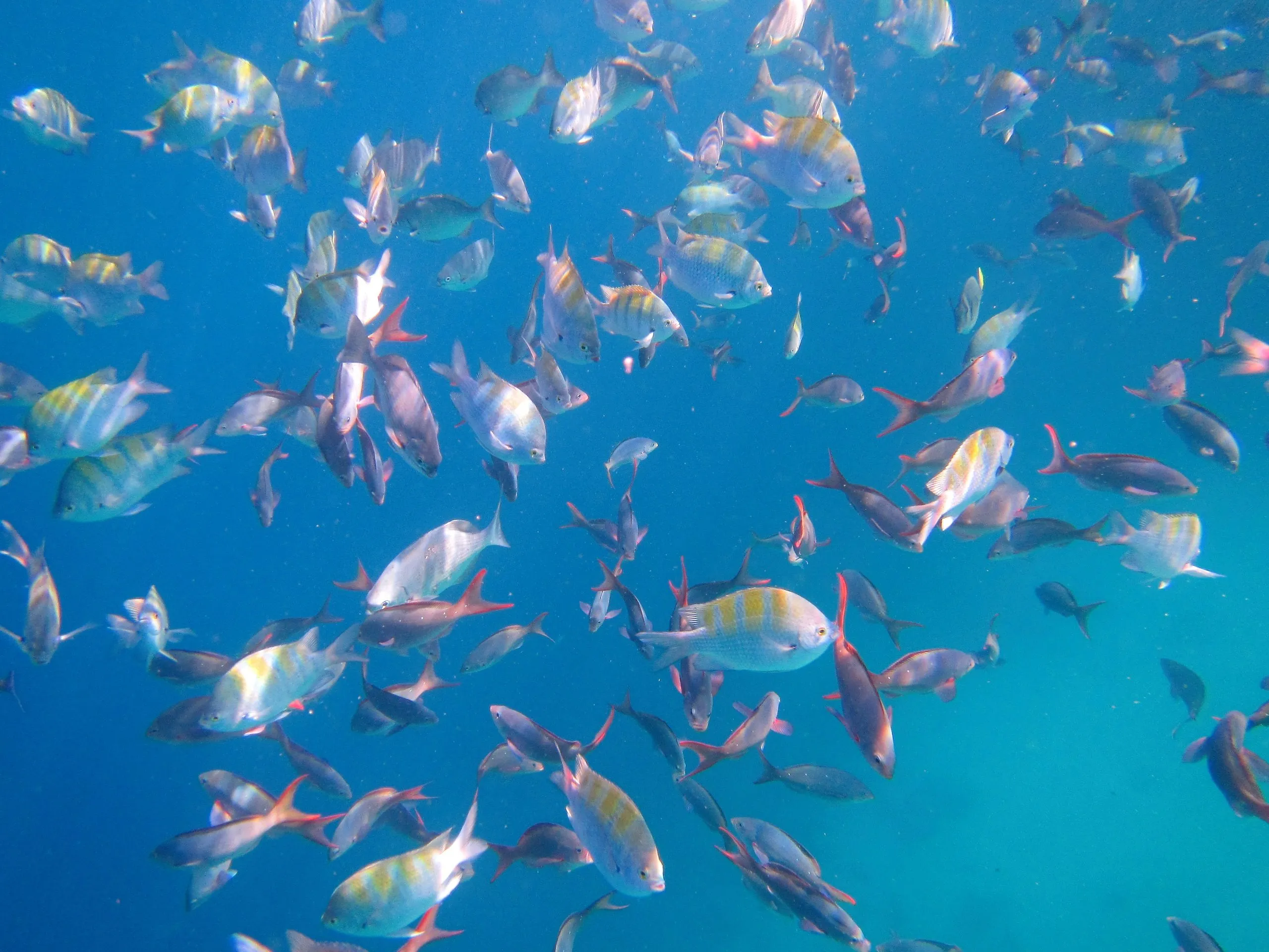 School of creole wrasse with red-edged fins near Pelican Rock, Cabo San Lucas, Baja California Sur.