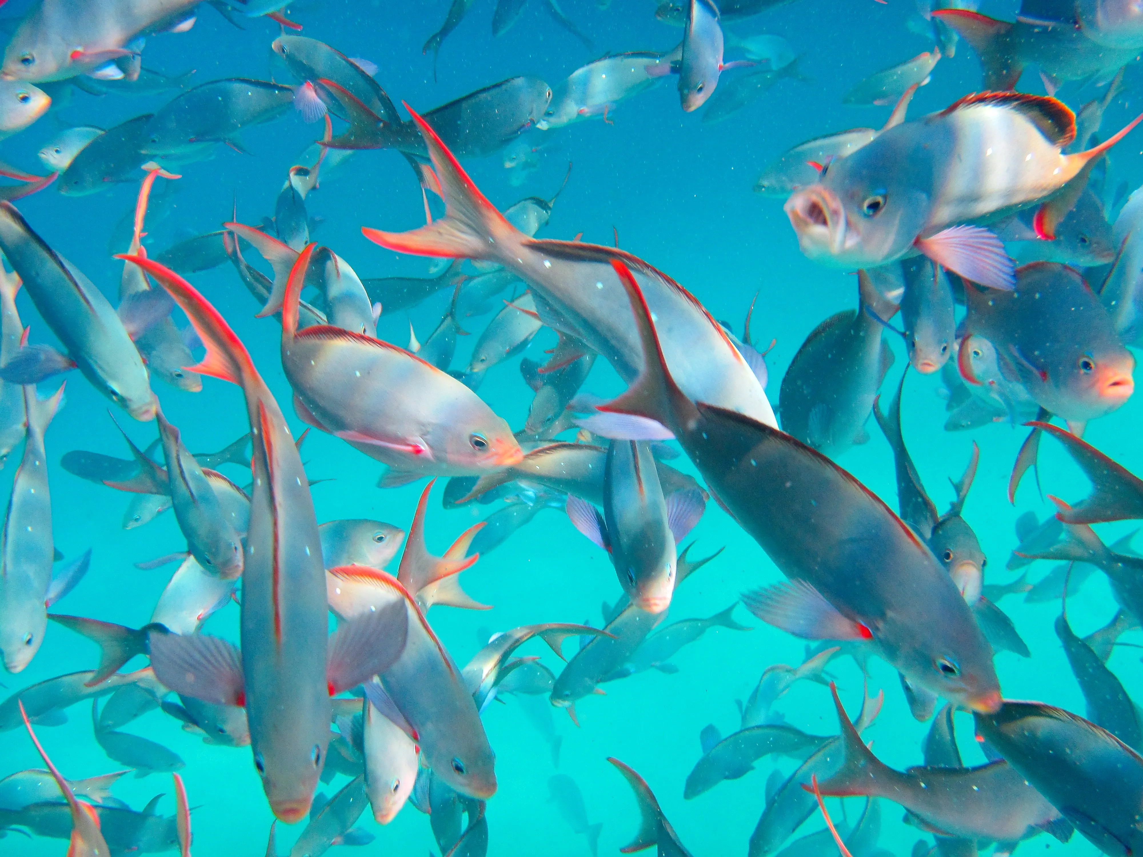 School of creole wrasse with red-edged fins near Pelican Rock, Cabo San Lucas.