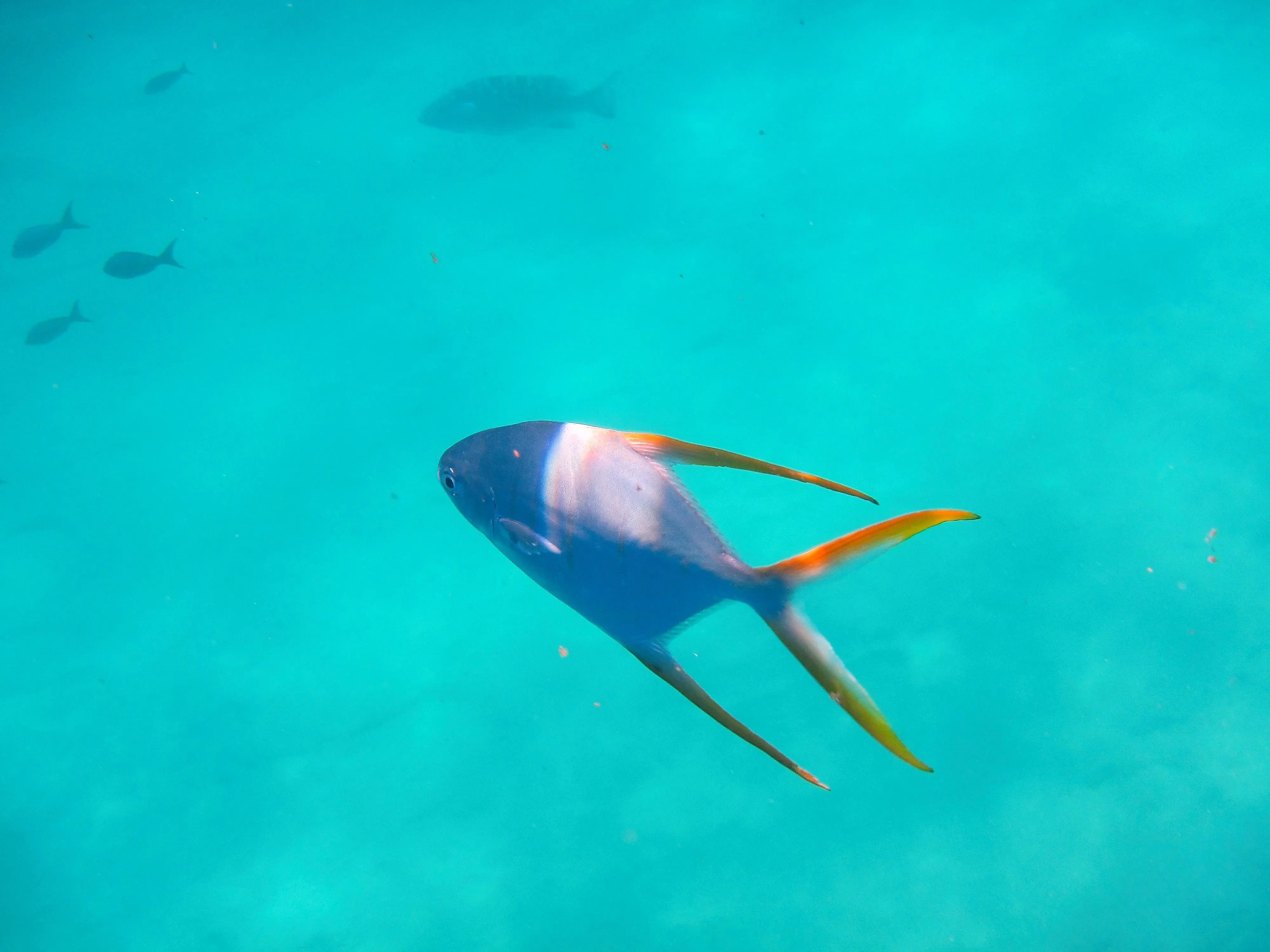 Creole wrasse with white band and orange-tipped fins near Pelican Rock, Cabo San Lucas.