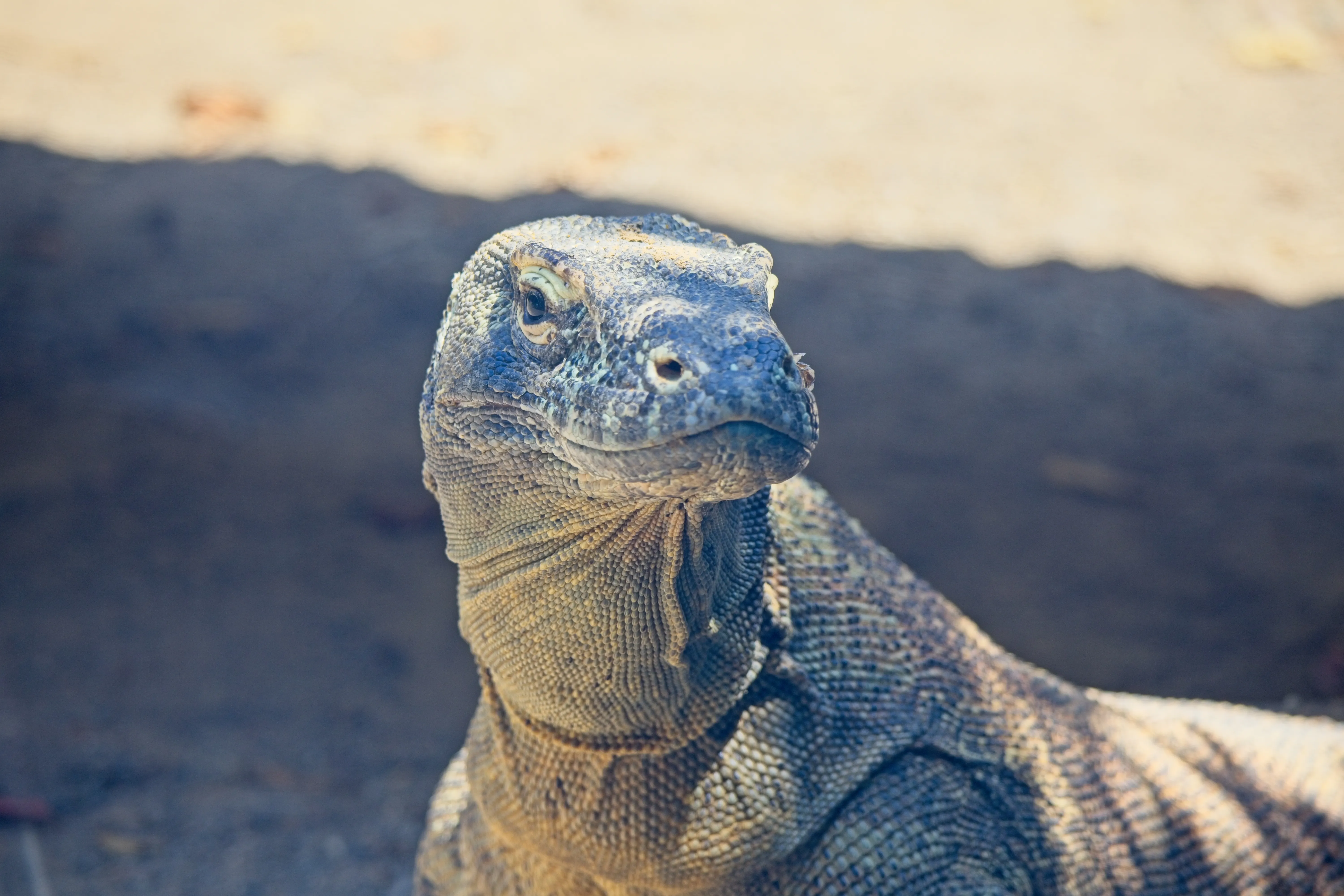 Komodo dragon in a three-quarter front view with textured gray scales at the San Diego Zoo.