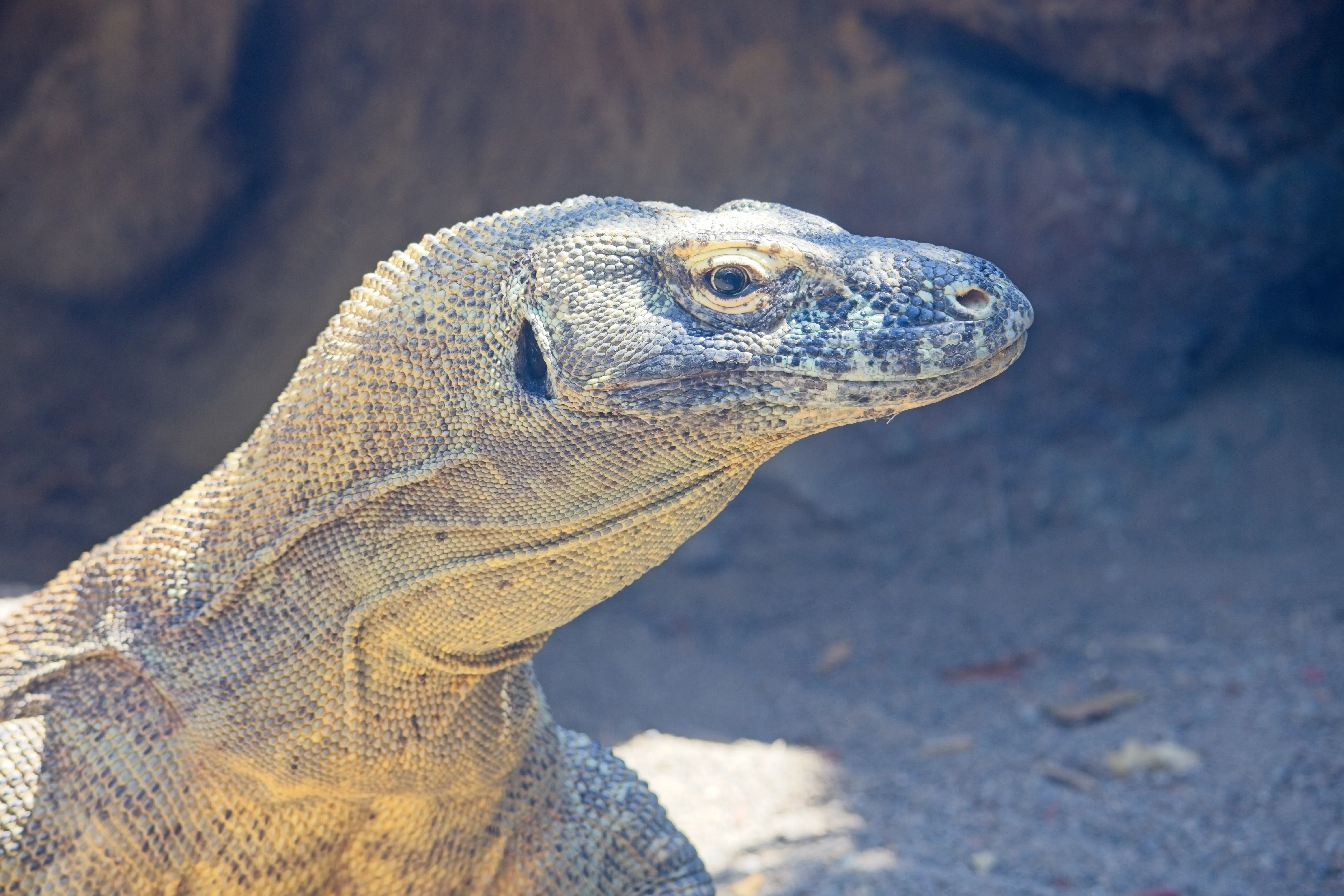 Komodo dragon in profile with golden eye and pebbled scales at the San Diego Zoo.