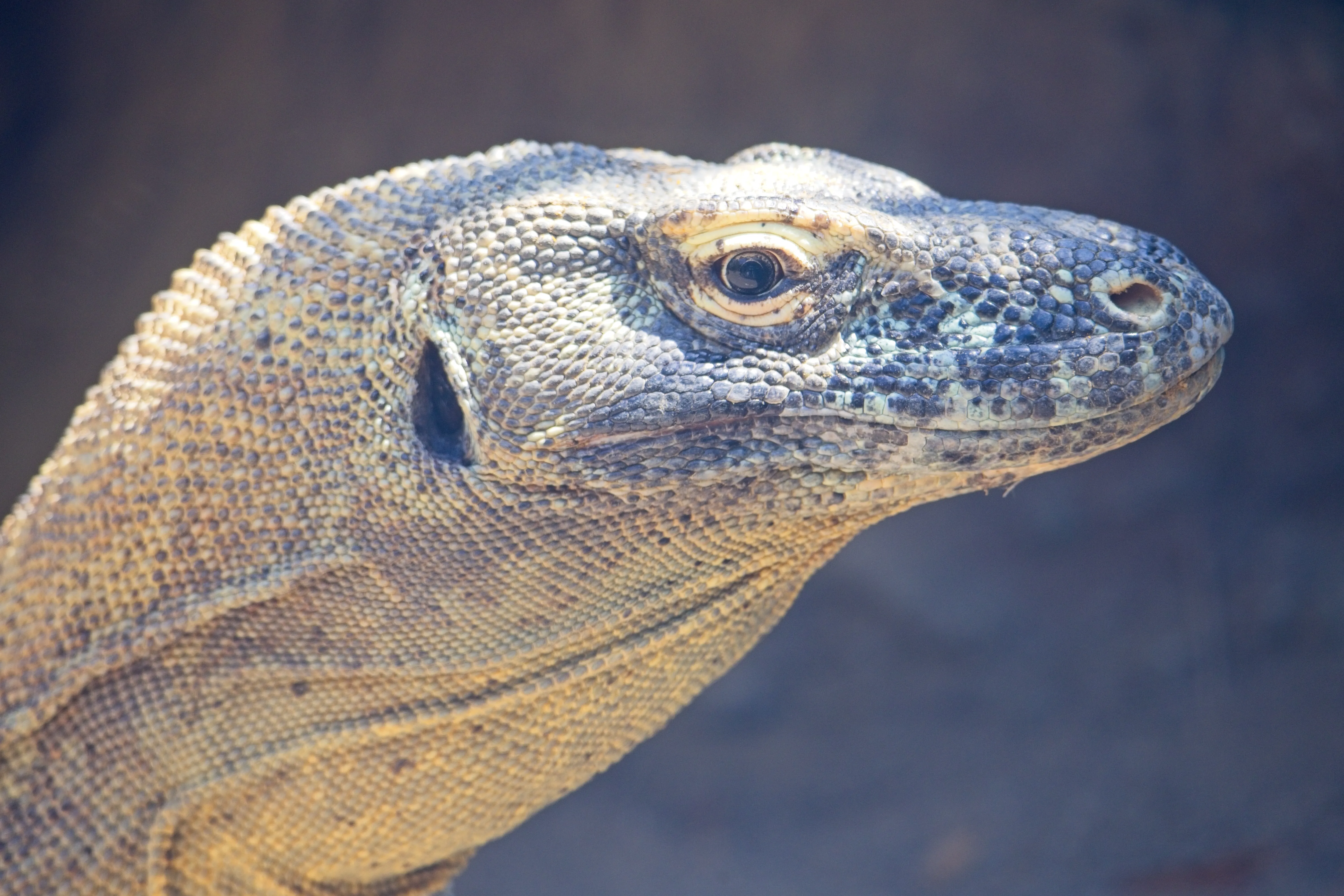 Close profile of a Komodo dragon showing armored scales and ear opening at the San Diego Zoo.