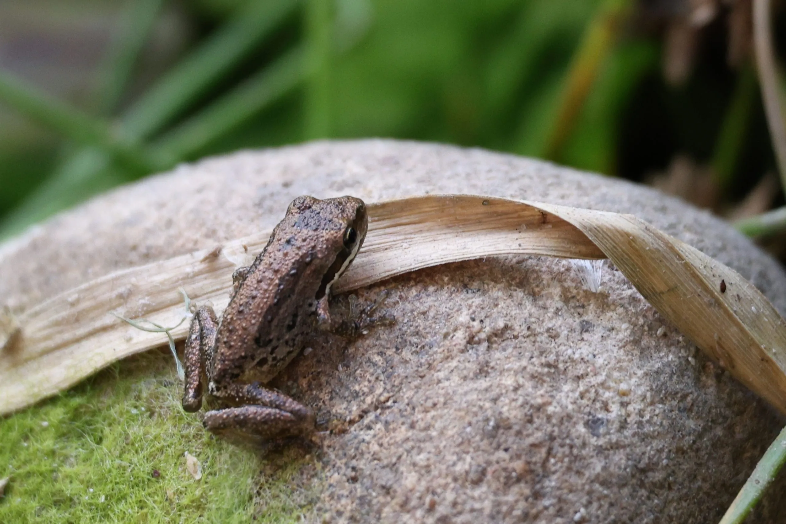 Pacific treefrog perched on a mossy rock near Mission Trails in San Diego, CA.