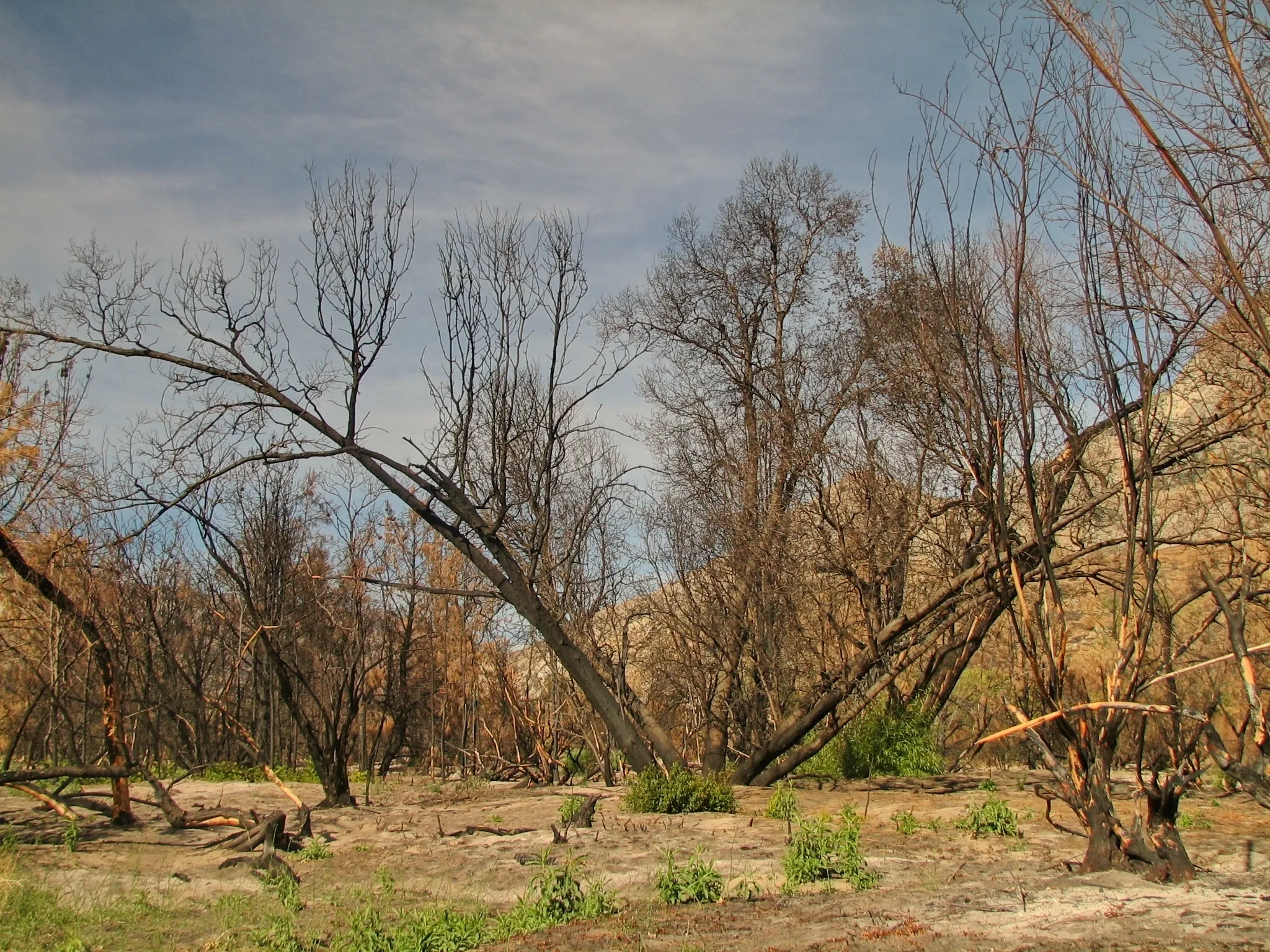 Charred leafless trees with new green growth near the Kern River.