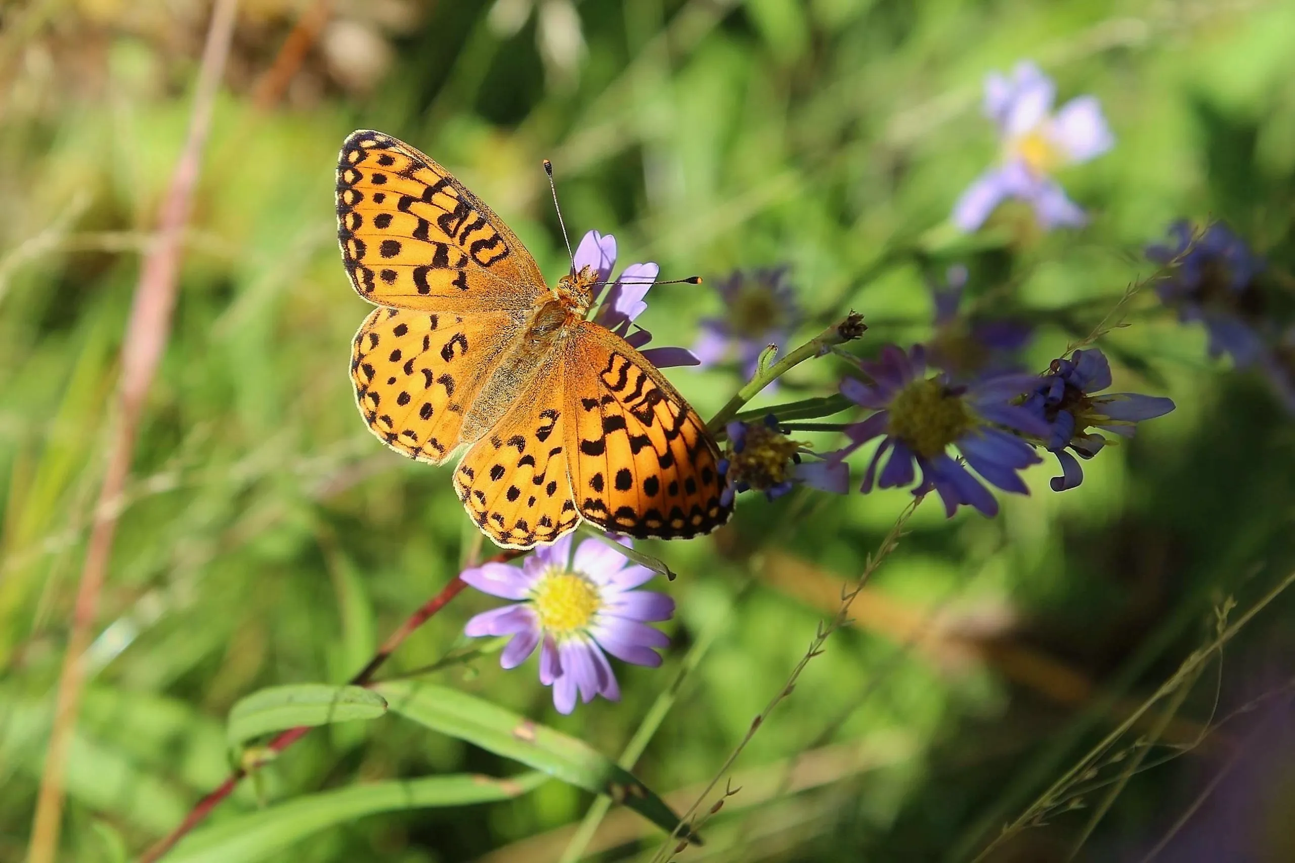 Fritillary butterfly with orange and black wings on a purple wildflower at Seville Lake, Kings Canyon National Park, California.