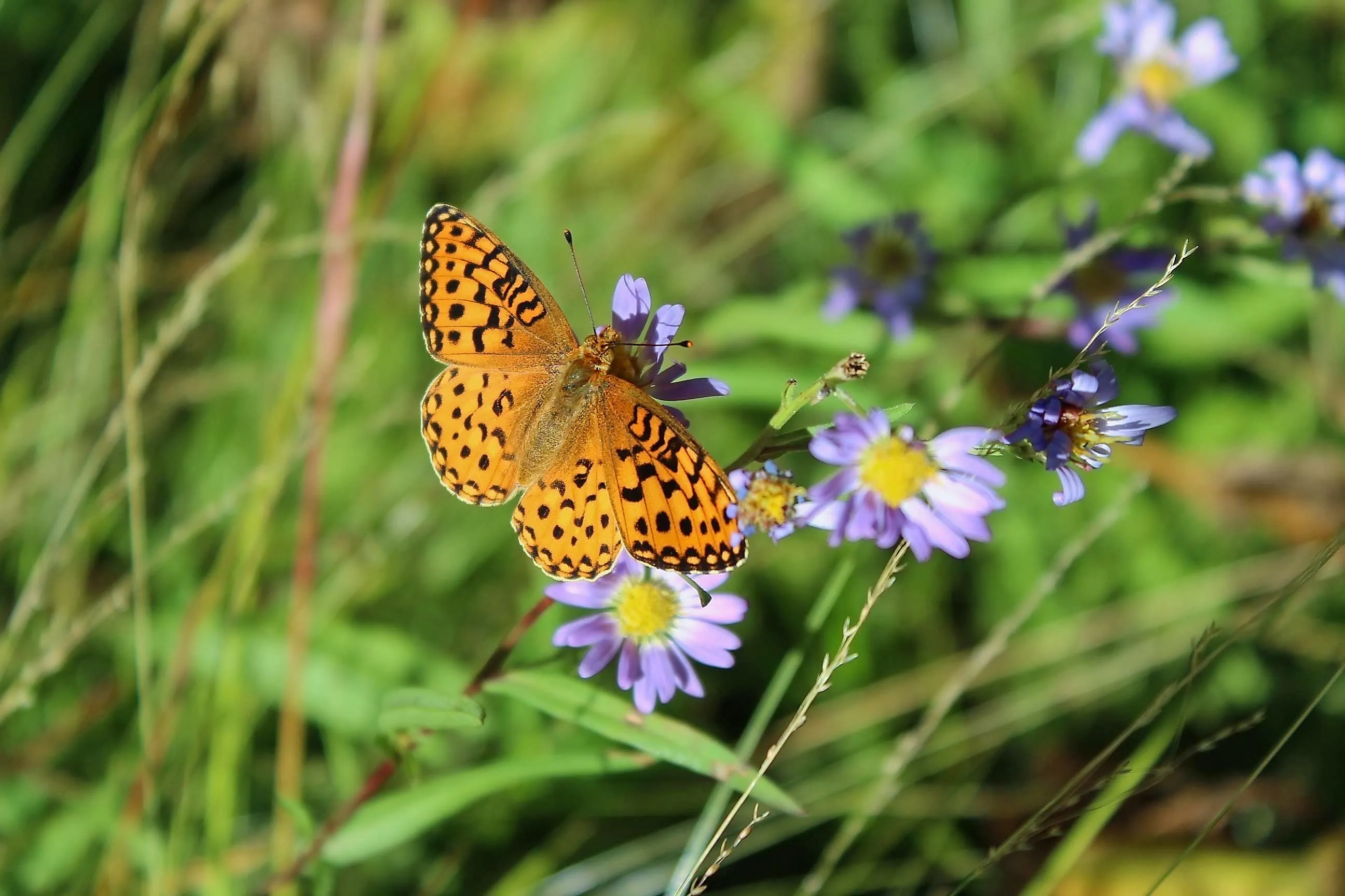Fritillary butterfly with wings spread on a purple wildflower at Seville Lake, Kings Canyon.