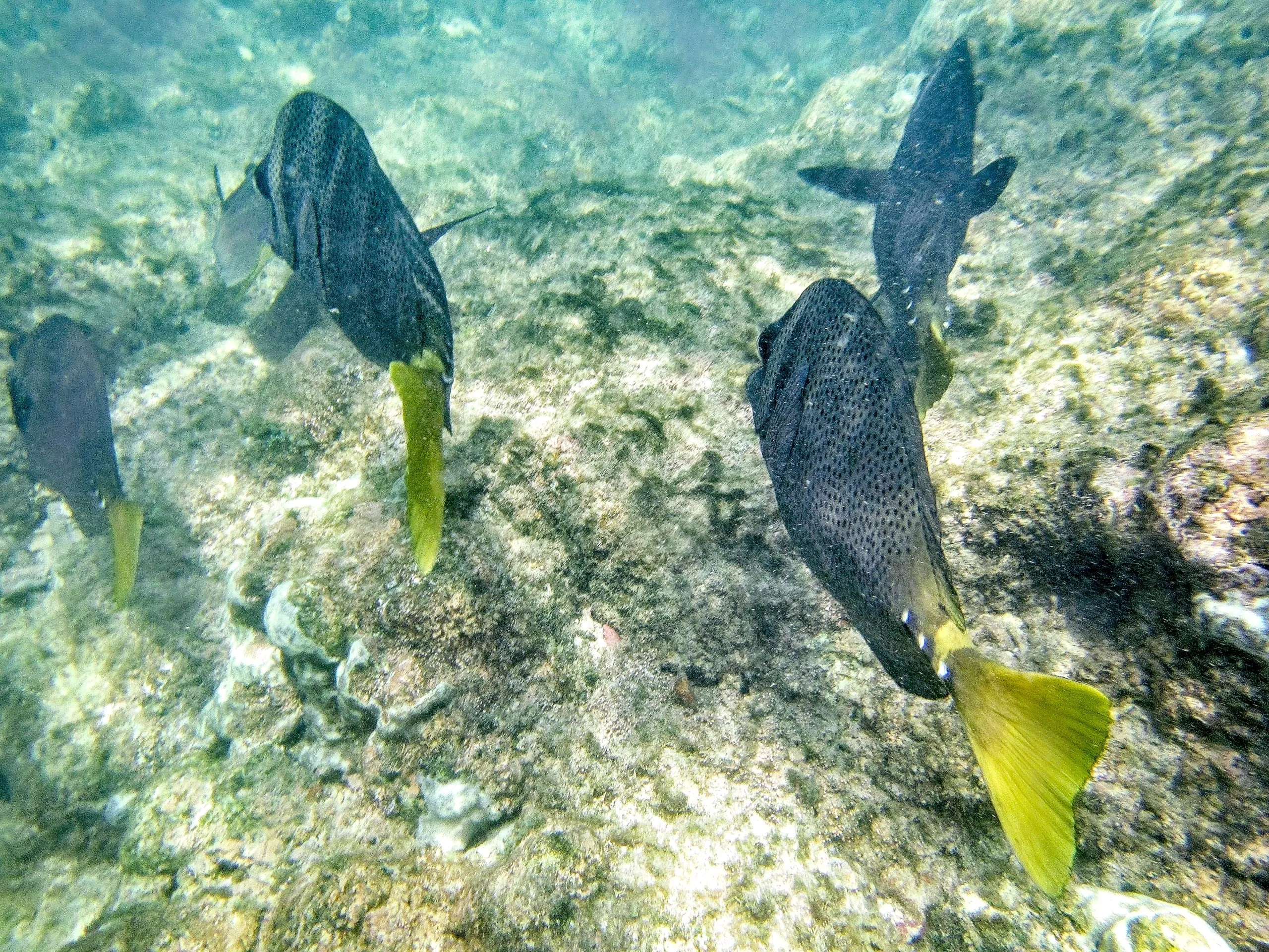 School of yellowtail surgeonfish with spotted bodies and yellow tails over rocky reef, Cabo Pulmo.