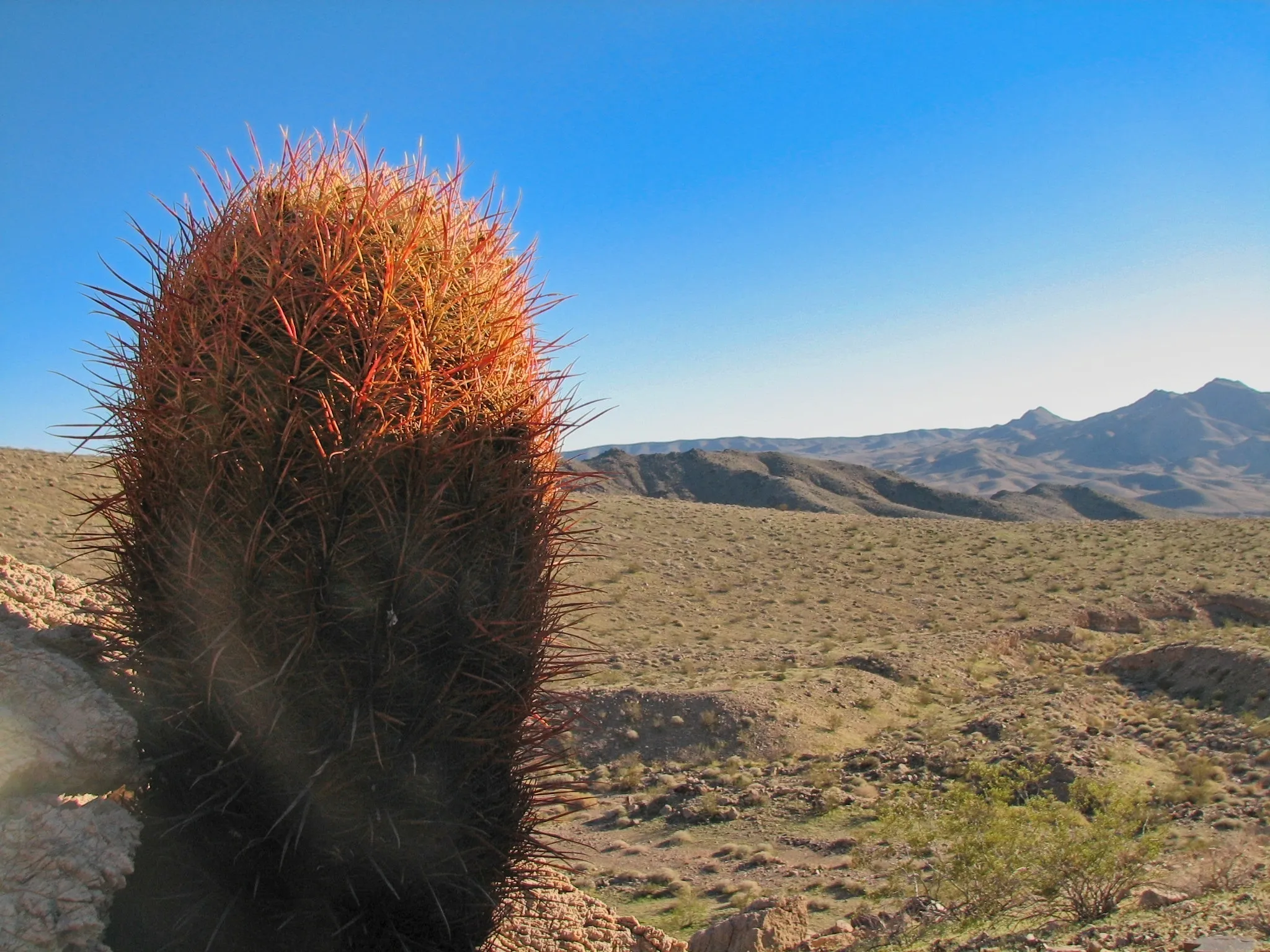 Barrel cactus on rocky outcrop overlooking desert valley near War Eagle Mine.