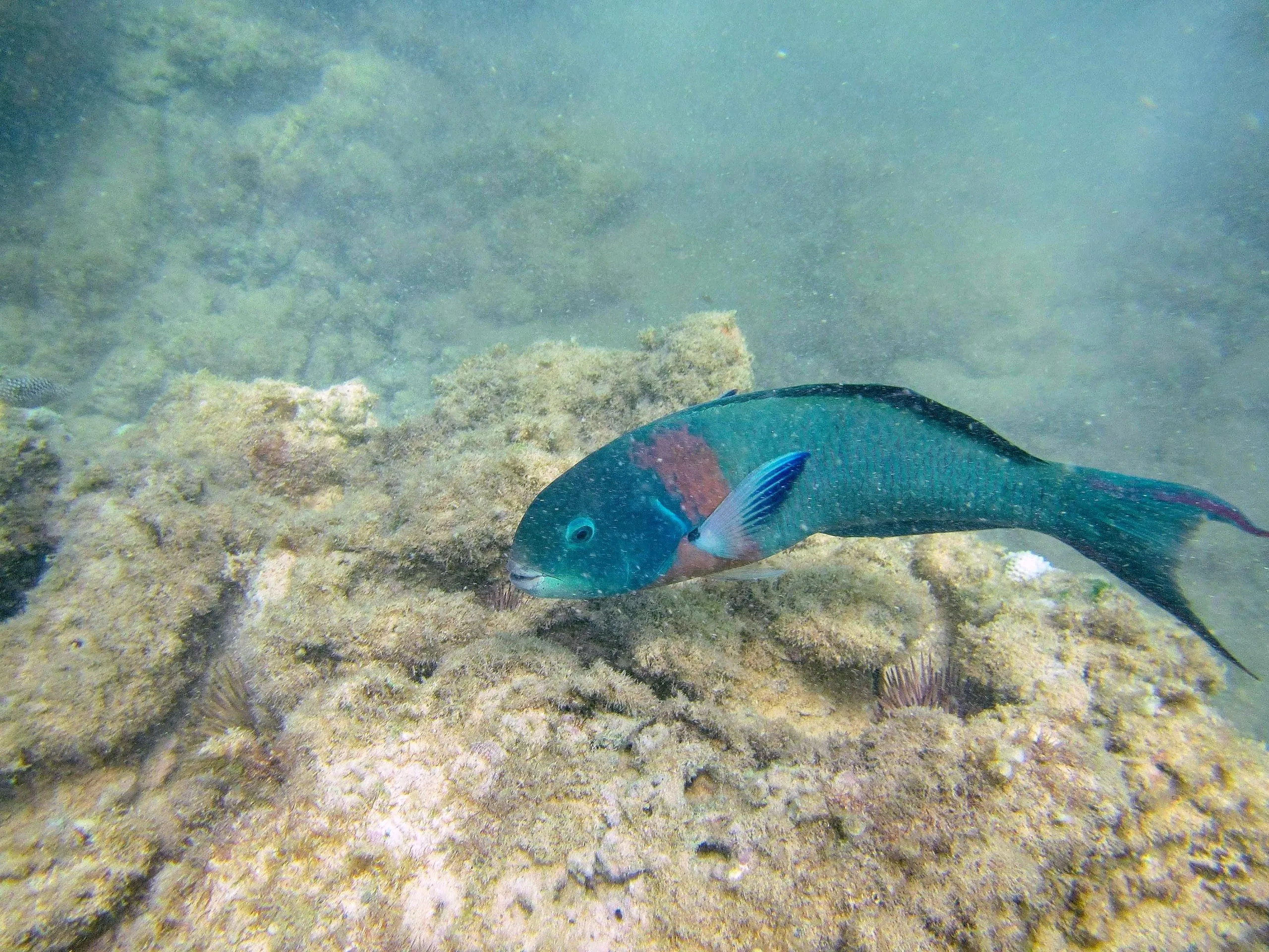 Saddle wrasse, known as hīnālea lauwili, with a red-orange band behind its head near Turtle Beach on Oahu, Hawaii.