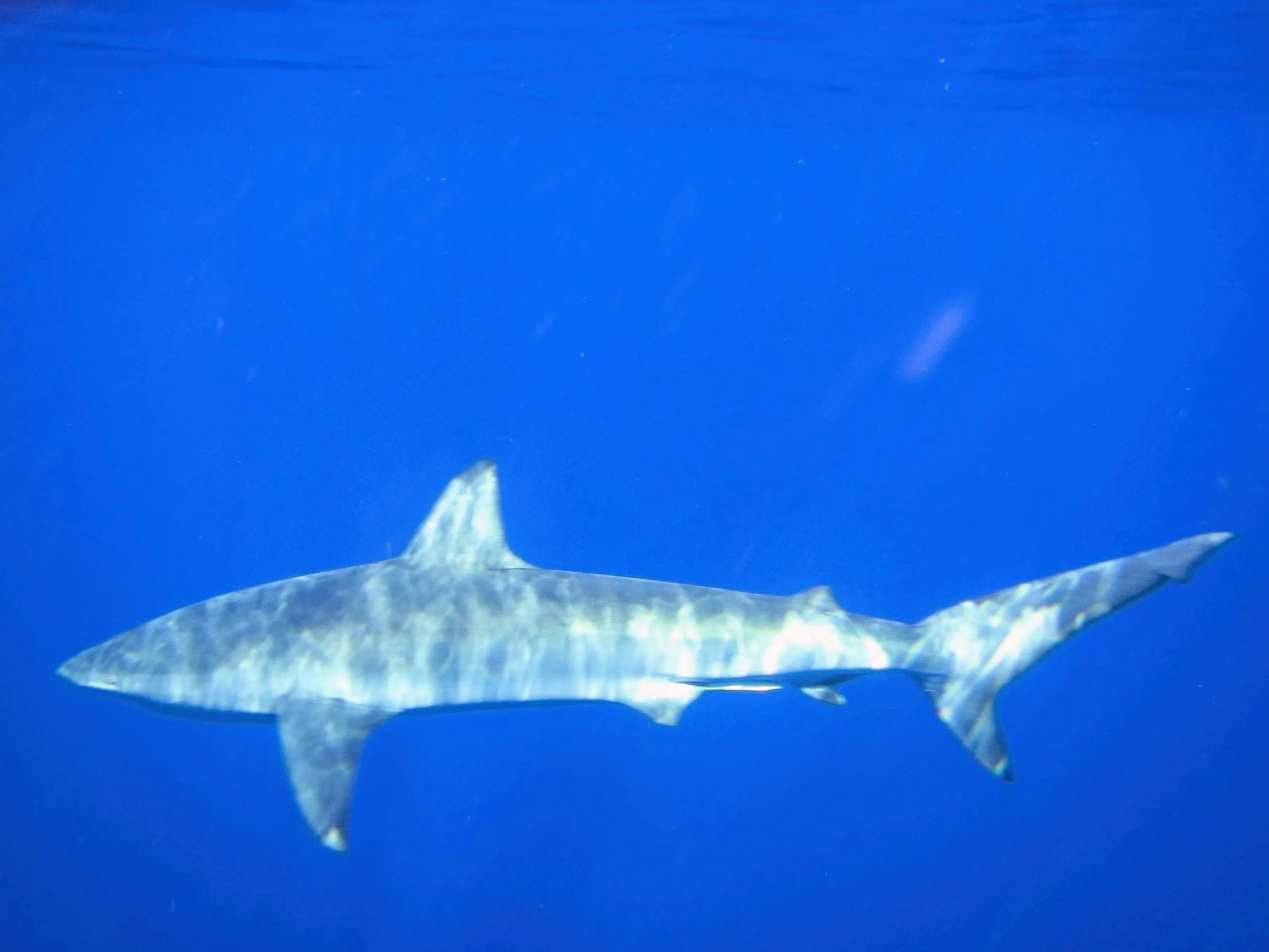 Reef shark swimming in clear blue water off Oahu, Hawaii.