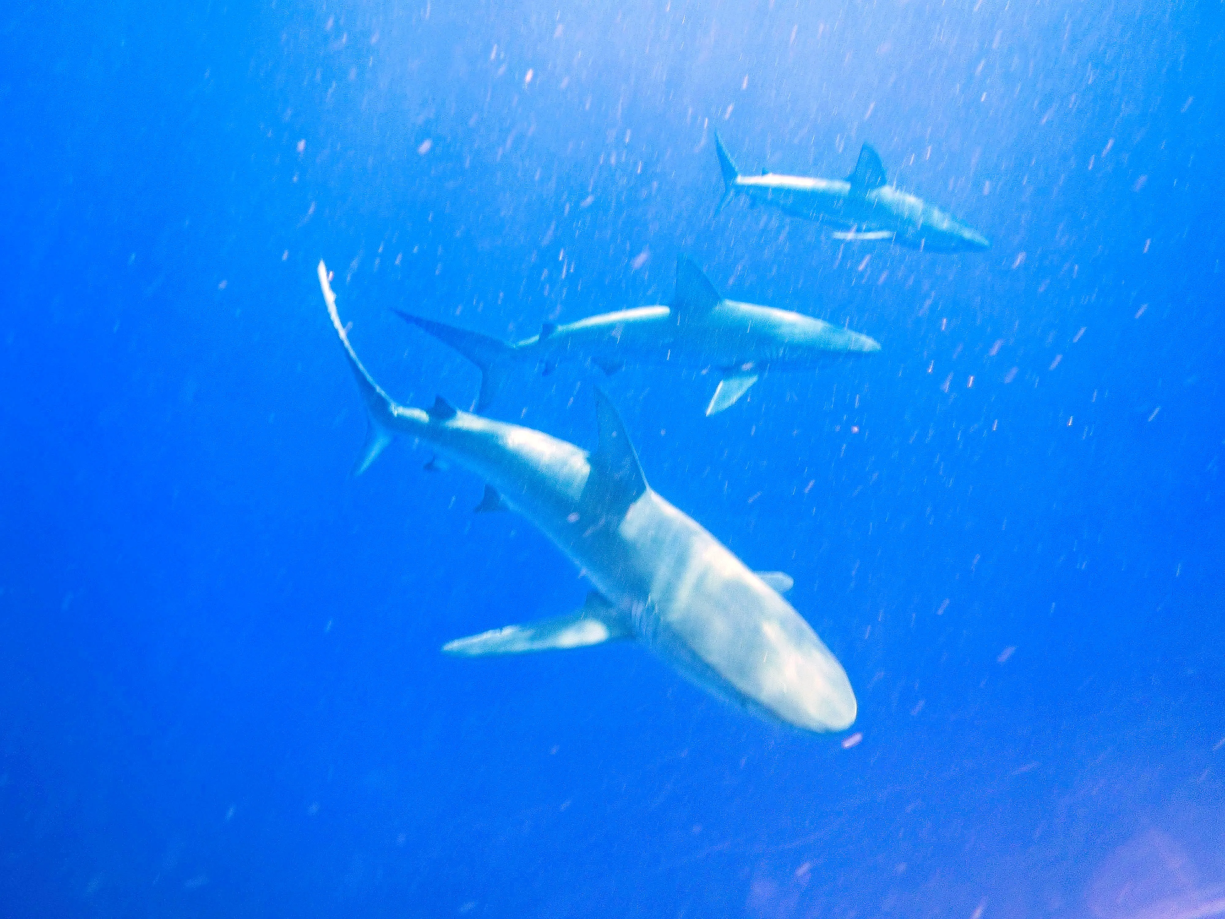 Three reef sharks swimming through blue water off Oahu, Hawaii.