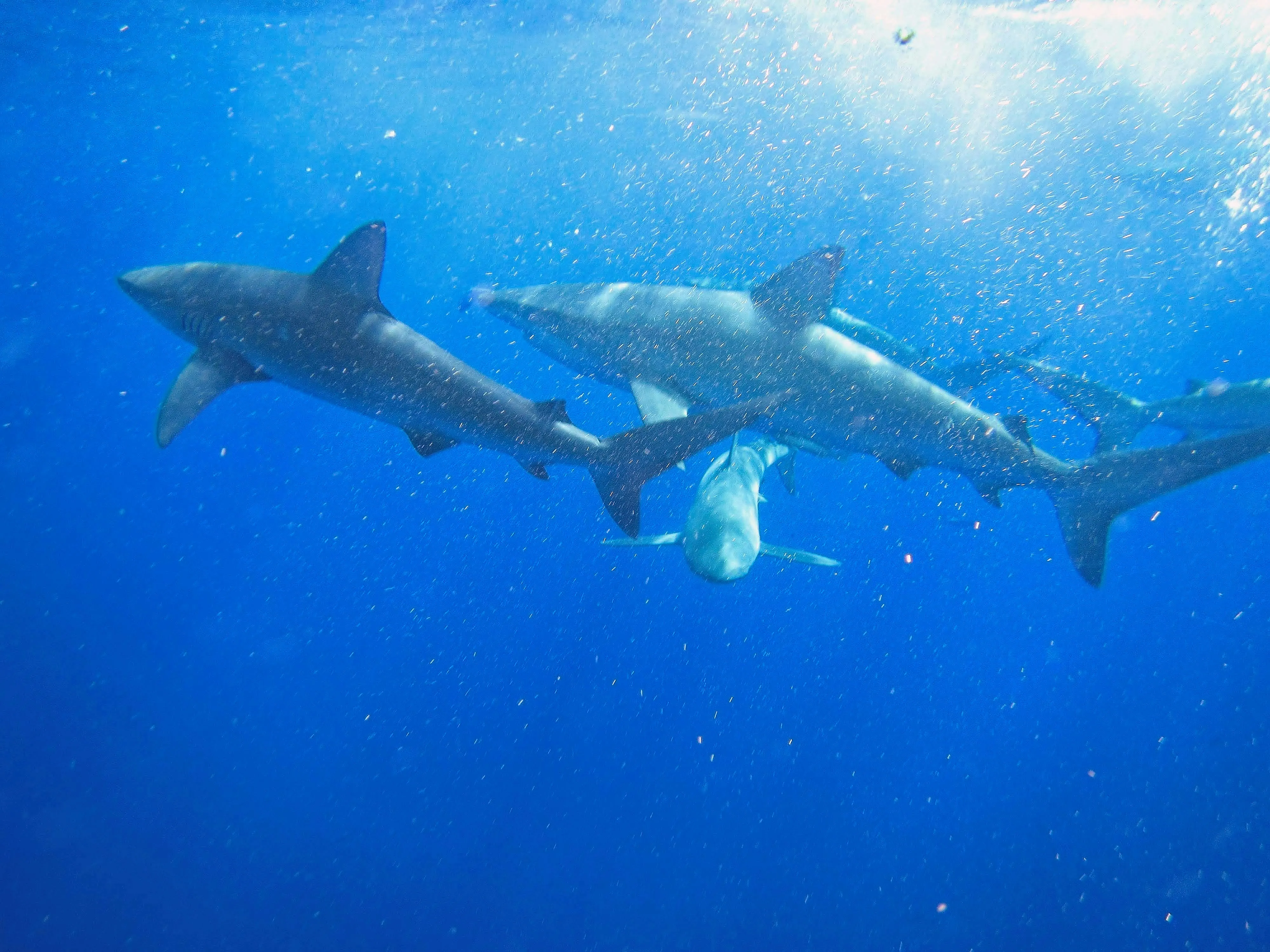 Several reef sharks schooling in sunlit blue water off Oahu, Hawaii.