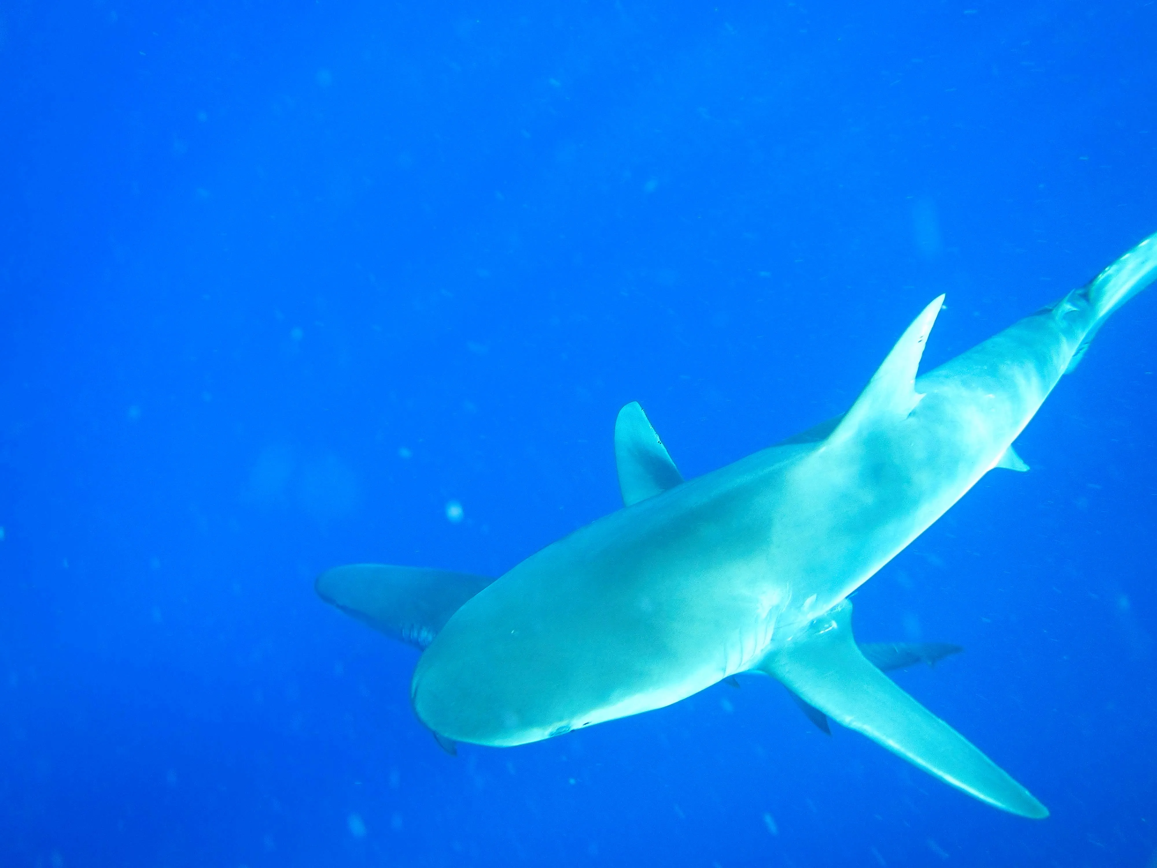 Reef shark swimming overhead in deep blue water off Oahu, Hawaii.