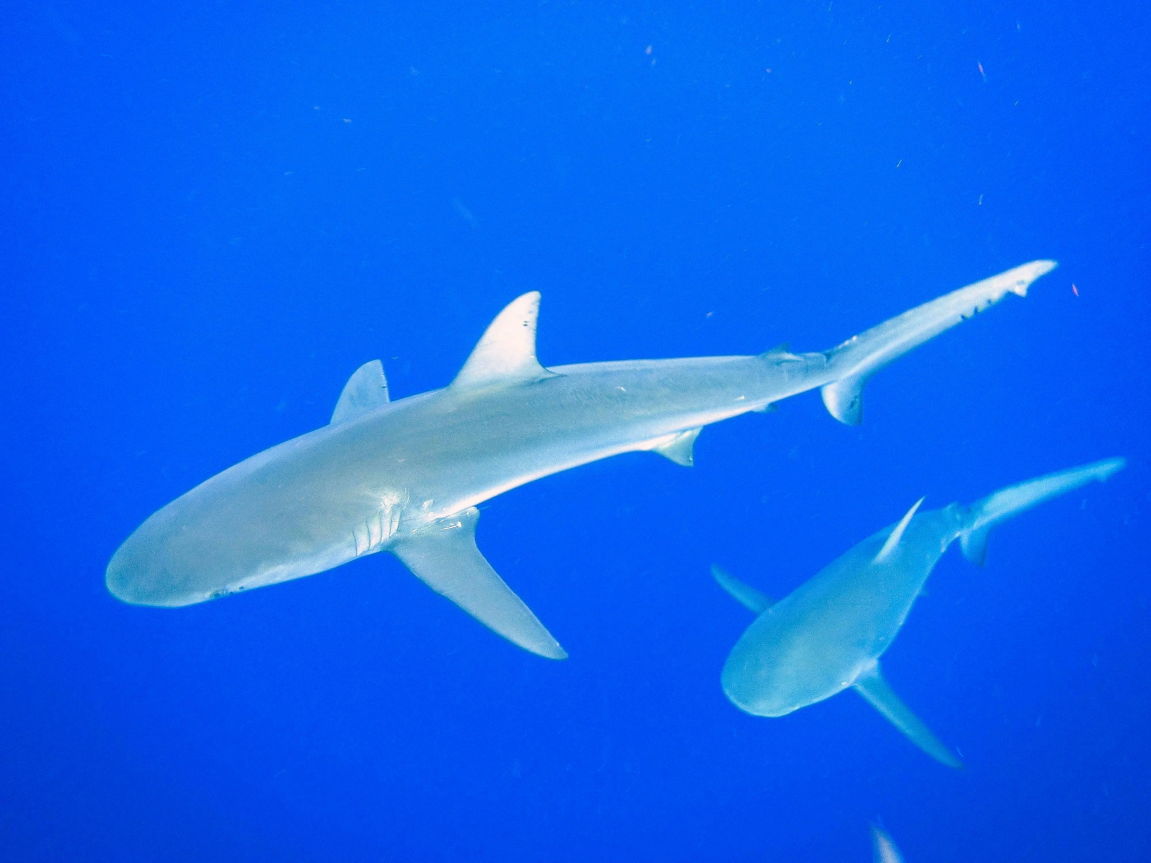Two reef sharks swimming one behind the other in blue water off Oahu, Hawaii.