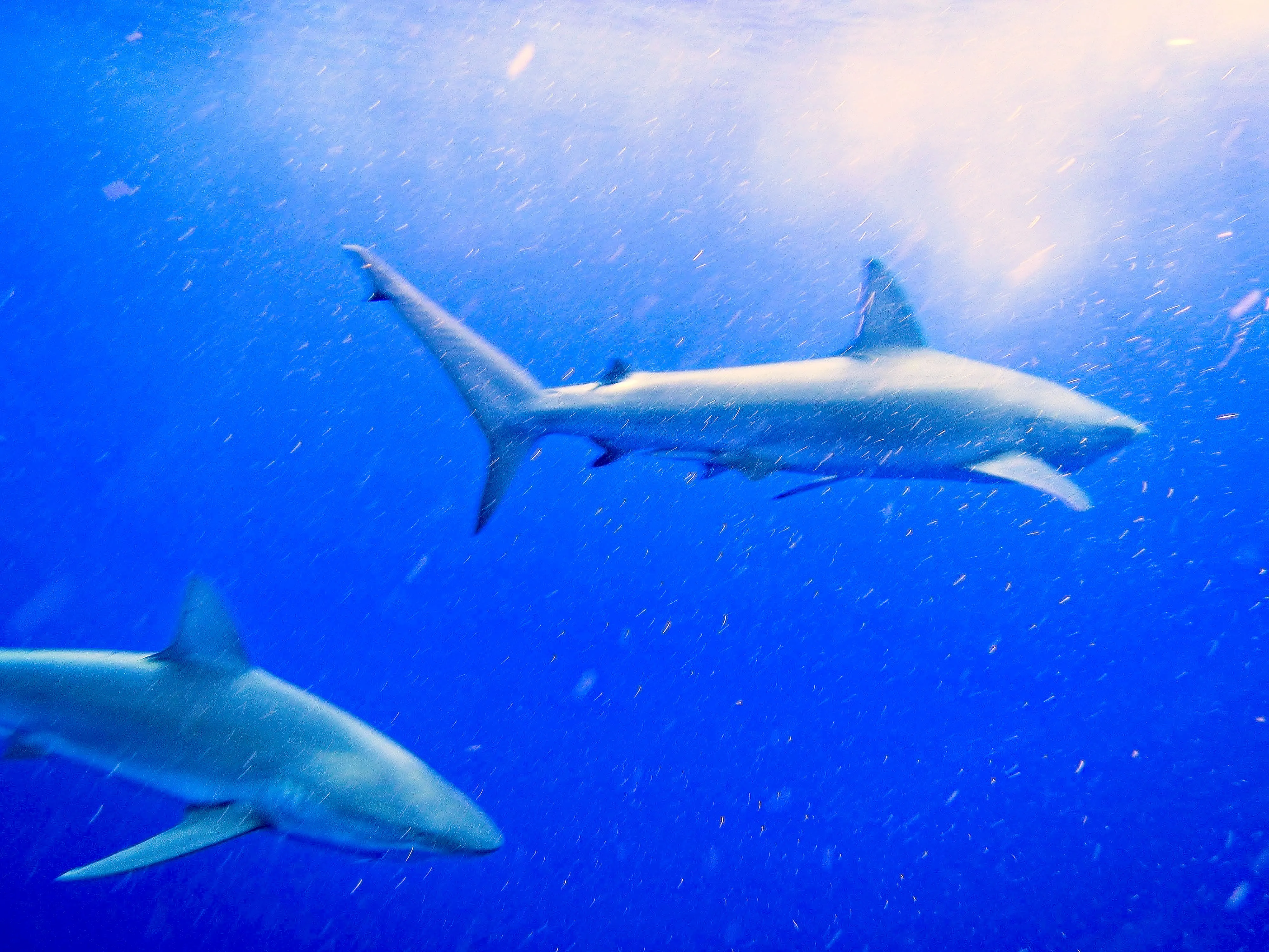 Two reef sharks swimming in deep blue water off Oahu, Hawaii.