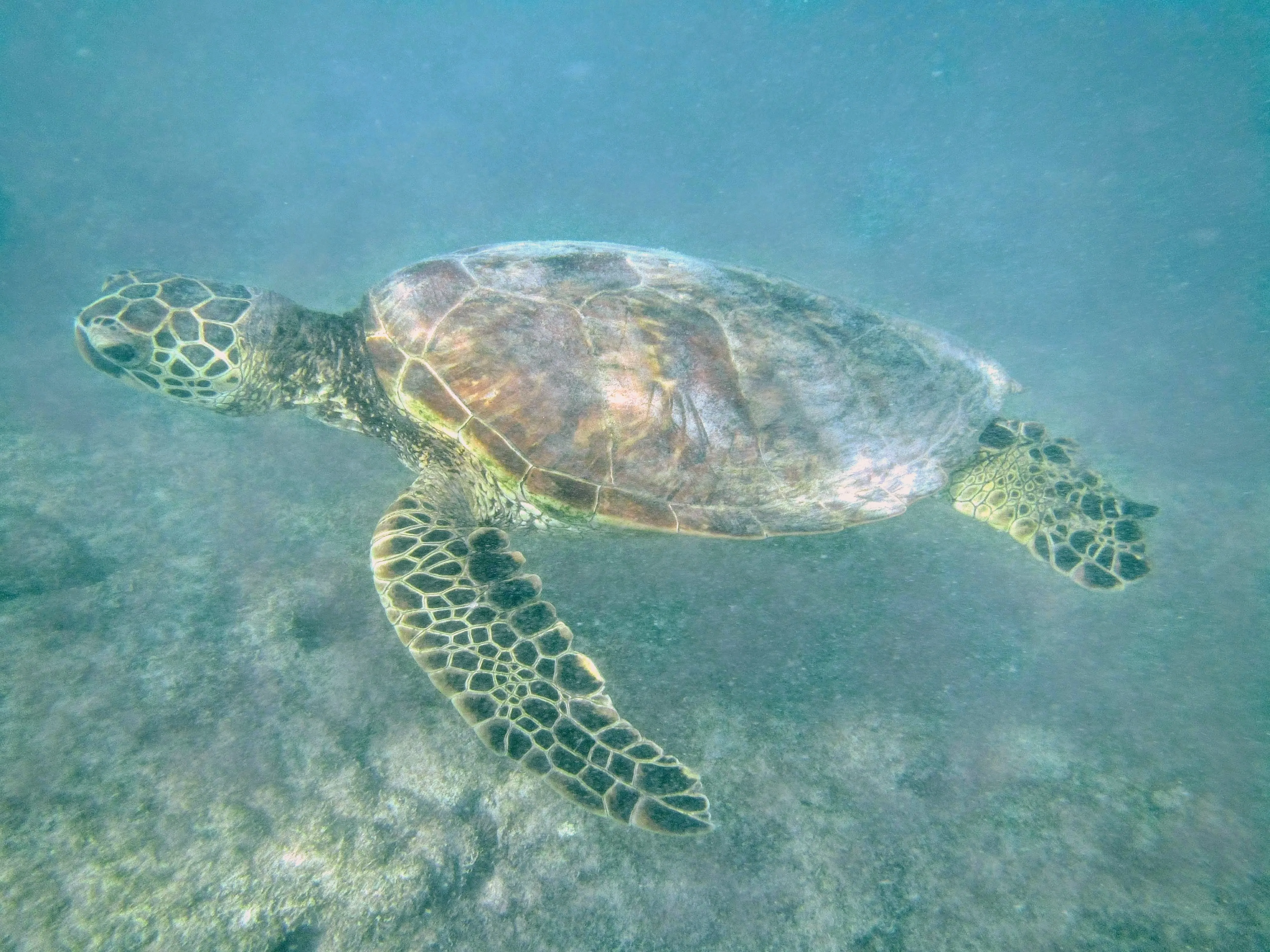 Green sea turtle, known as honu, swimming in profile over sandy reef at Mahaiula Beach on the Big Island, Hawaii.
