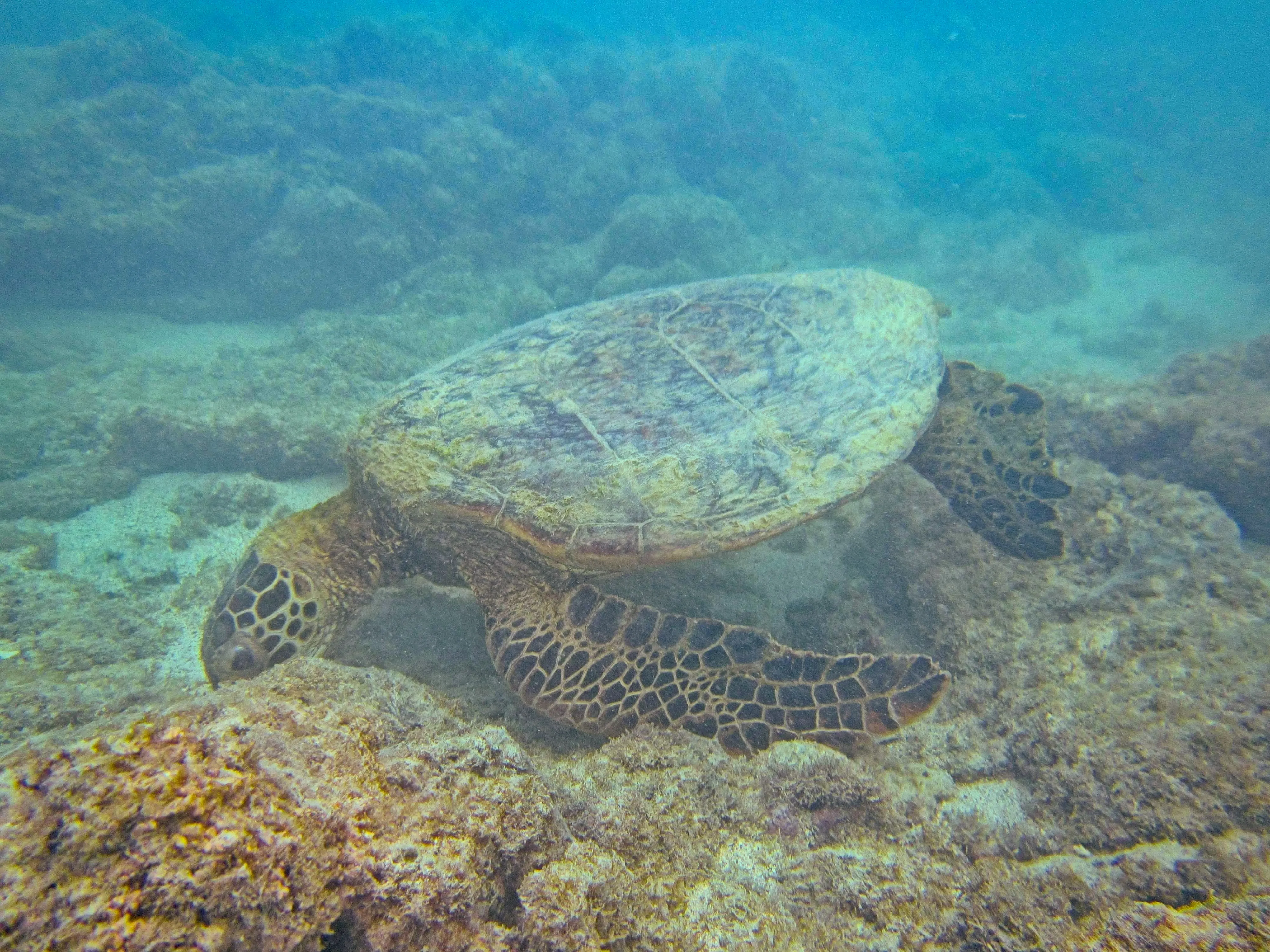 Green sea turtle grazing on algae-covered rocks on the reef floor at Mahaiula Beach on the Big Island, Hawaii.